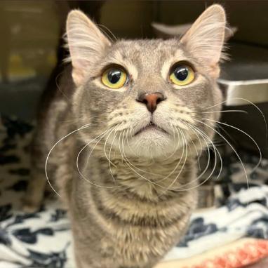 Aquarius, Adoptable, Young Male Domestic Medium Hair.