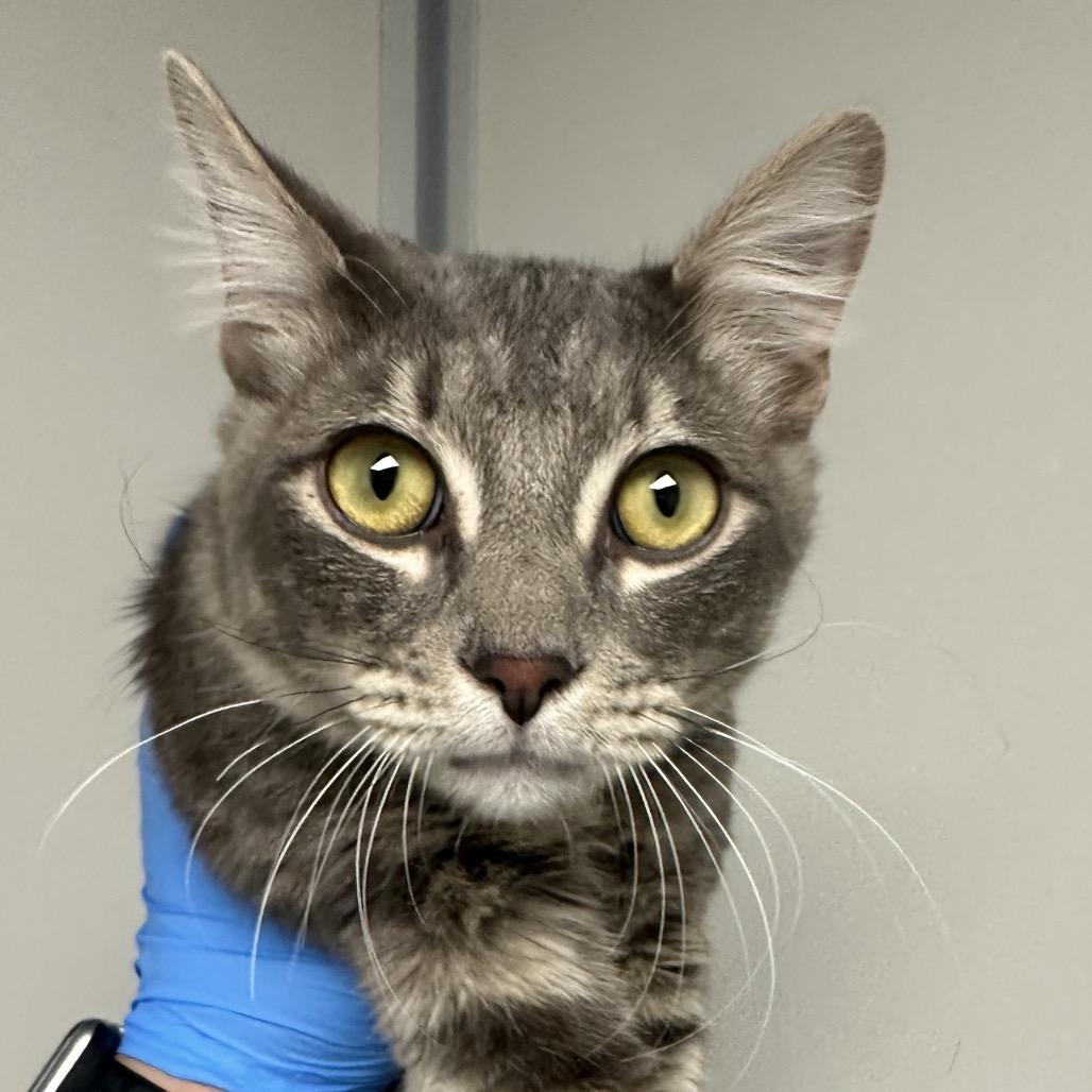 Enlarge Aquarius, a Adoptable Domestic Medium Hair in Concord, NC image 2/2