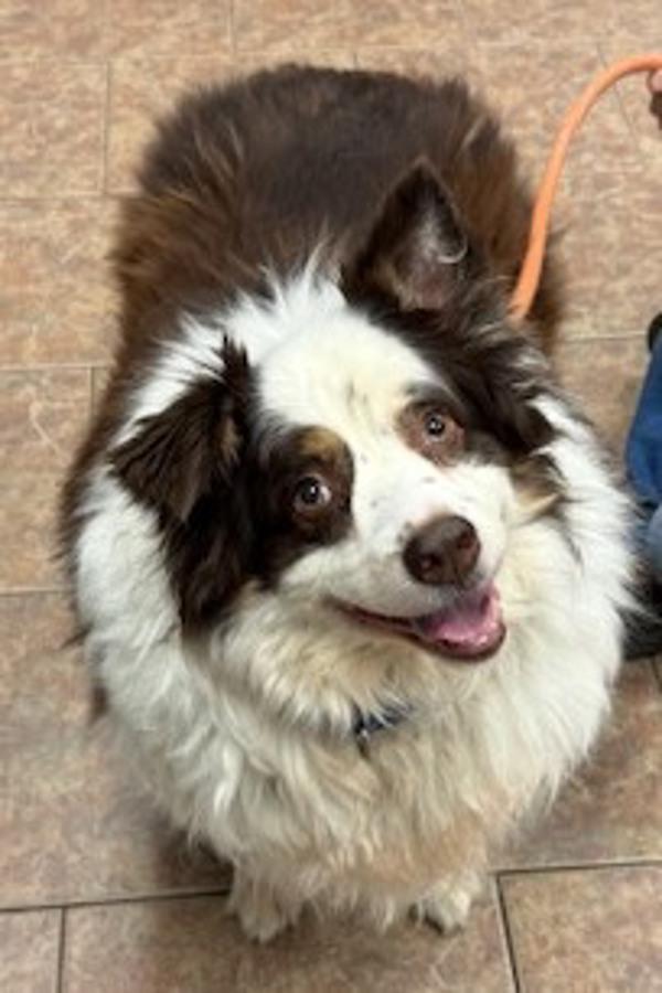 Gabby, a Adoptable mixed breed in Littleton, CO image 2/2