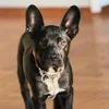 ZIGGY, adopted, Puppy Male Pit Bull Terrier & French Bulldog.