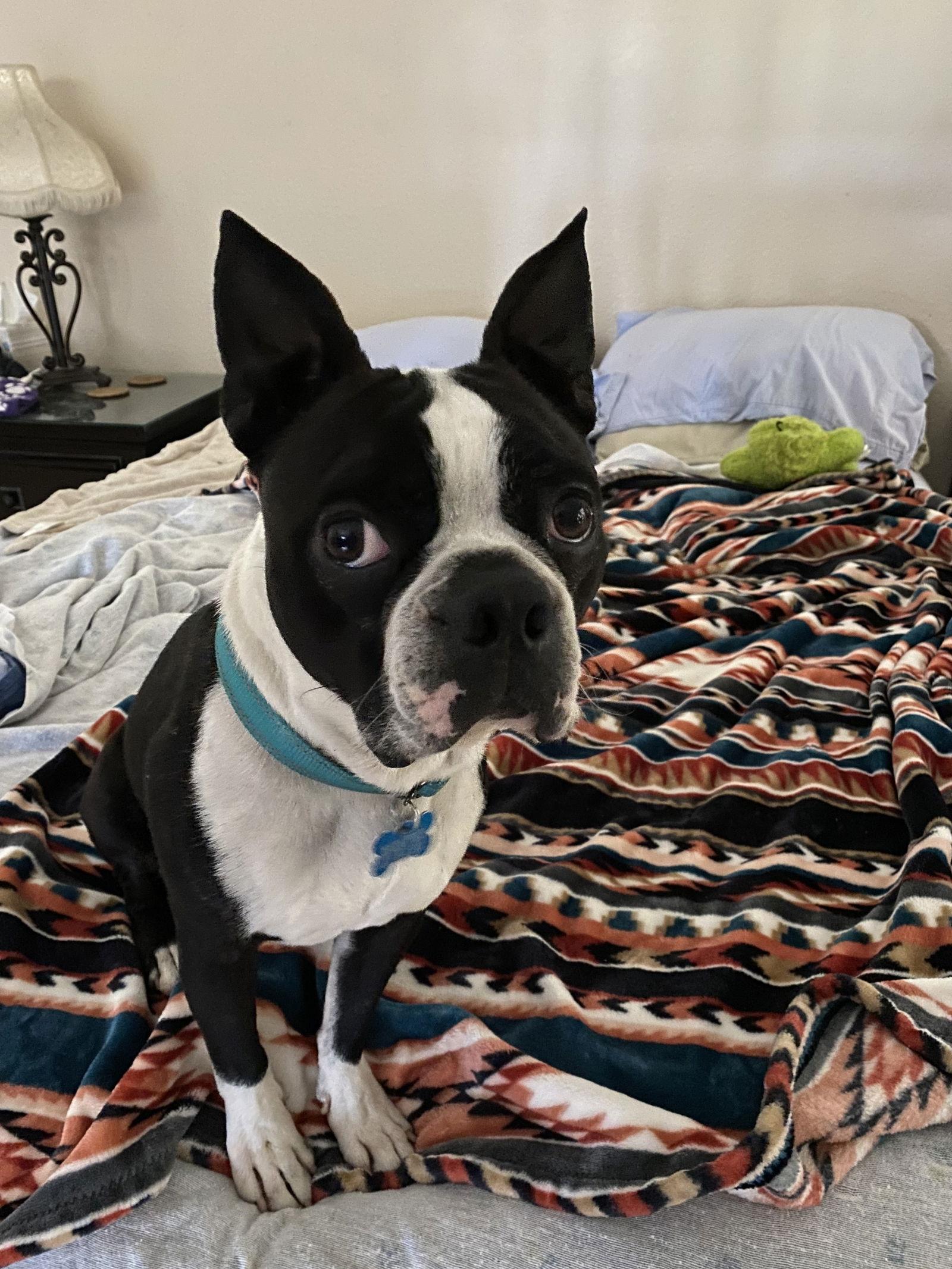 Enlarge Rex, a Adopted Boston Terrier in Huntington Beach, CA image 1/3