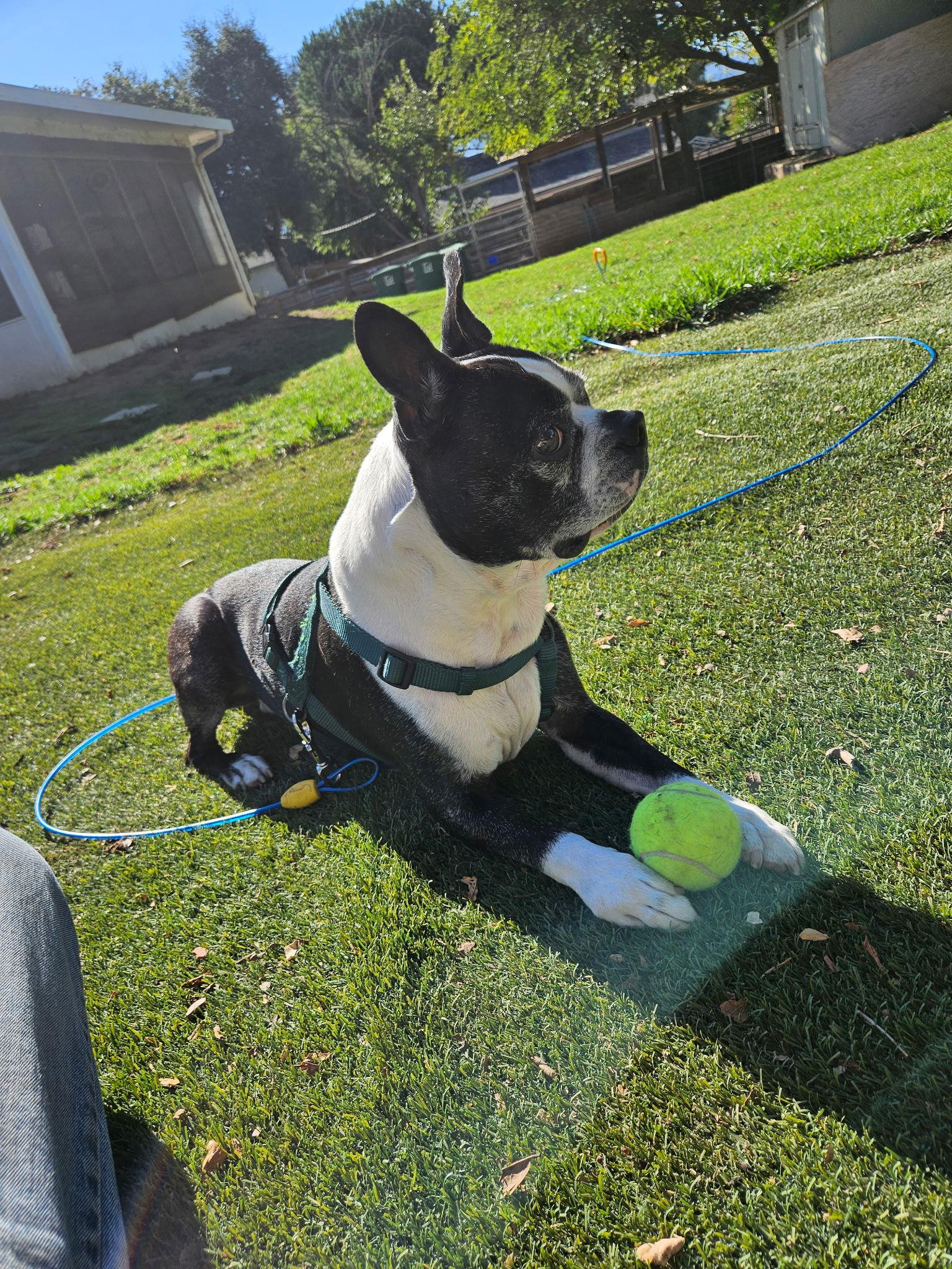 Enlarge Rex, a Adopted Boston Terrier in Huntington Beach, CA image 2/3