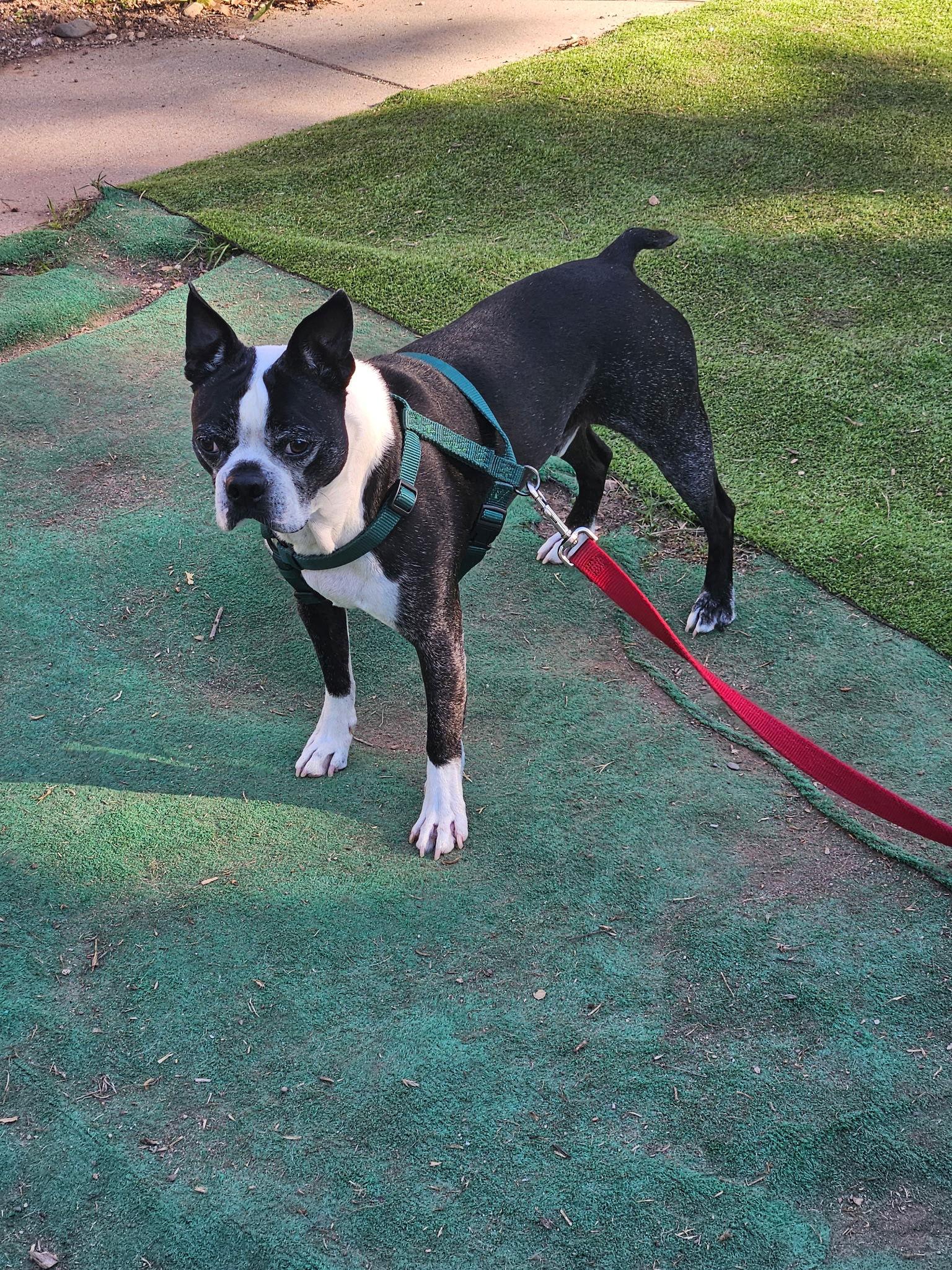 Enlarge Rex, a Adopted Boston Terrier in Huntington Beach, CA image 3/3