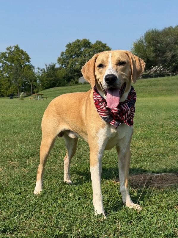Enlarge Maverick, a Adoptable Mixed Breed in Maryville, TN image 1/4
