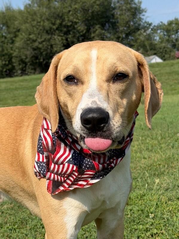 Enlarge Maverick, a Adoptable Mixed Breed in Maryville, TN image 2/4