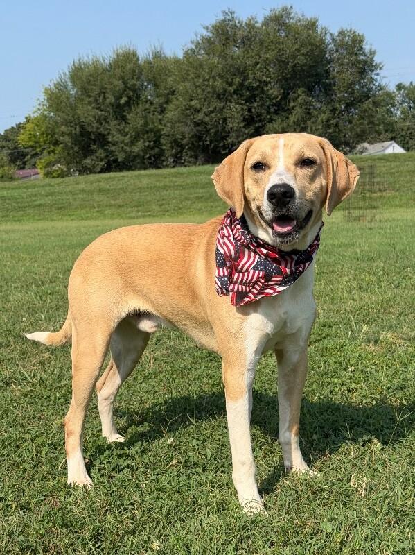 Enlarge Maverick, a Adoptable Mixed Breed in Maryville, TN image 3/4