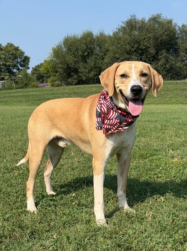 Enlarge Maverick, a Adoptable Mixed Breed in Maryville, TN image 4/4