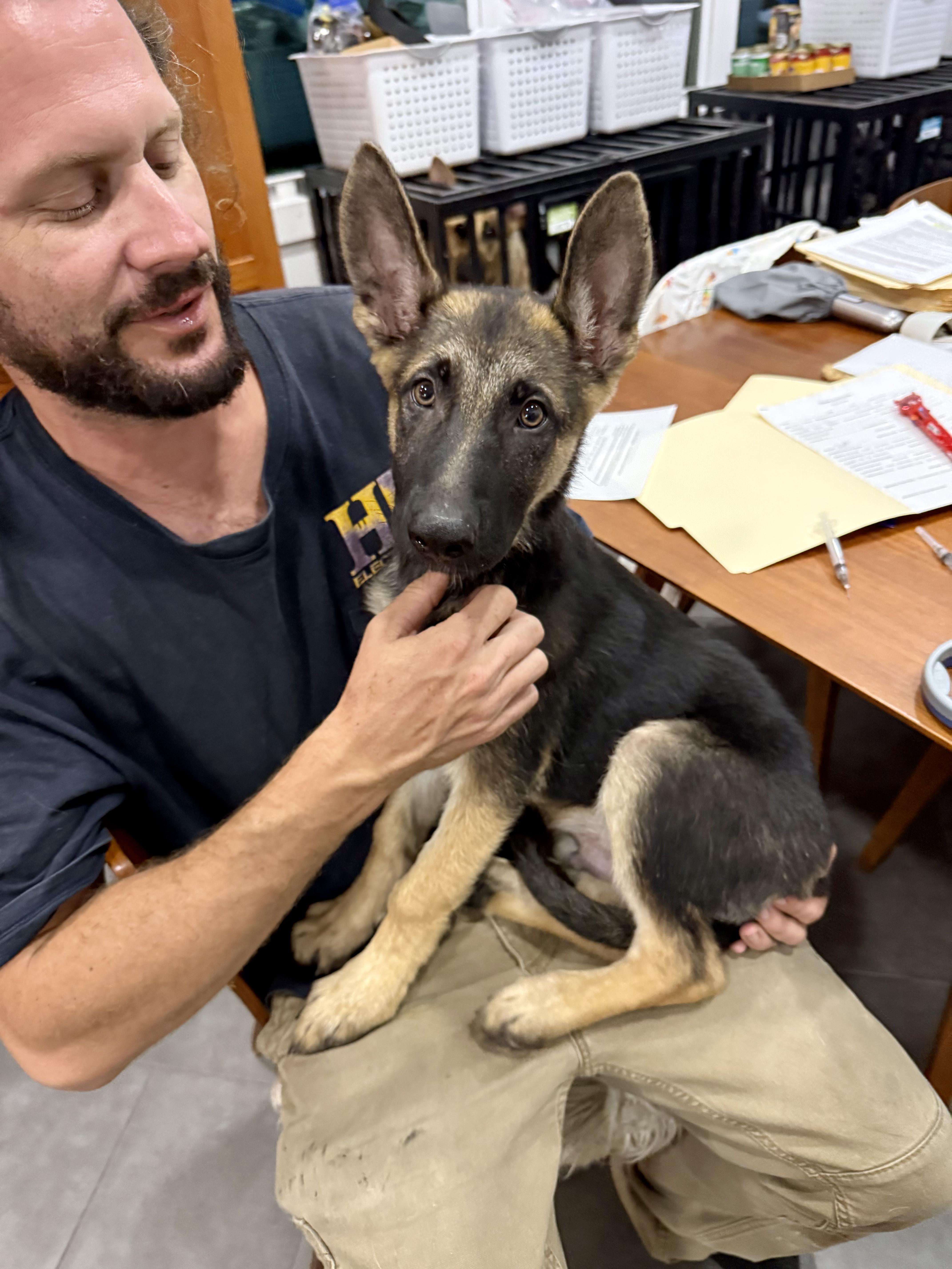 Enlarge Senator, a ADOPTABLE German Shepherd Dog in New Orleans, LA image 3/3