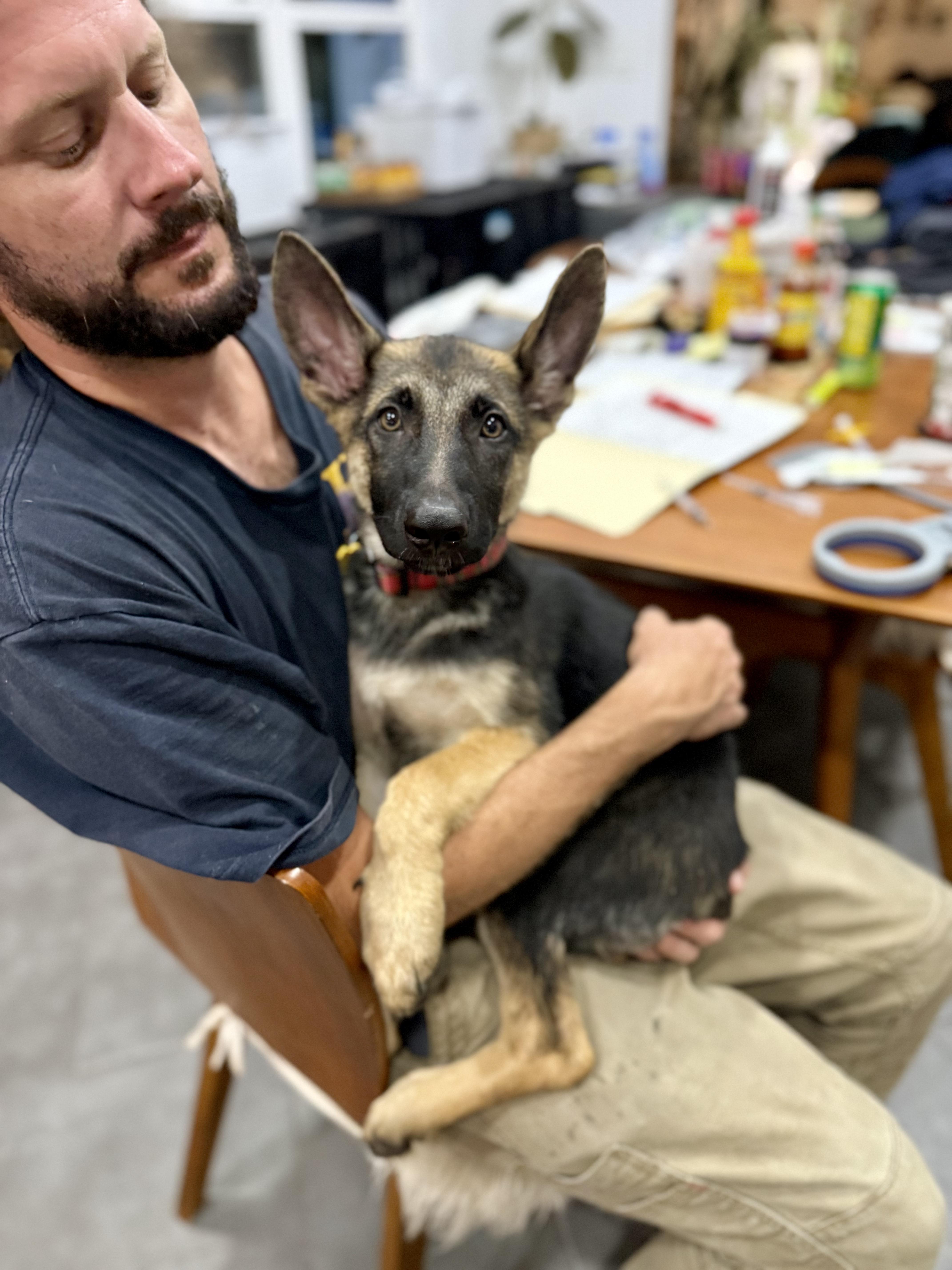 Senator, ADOPTABLE, Puppy Male German Shepherd Dog.