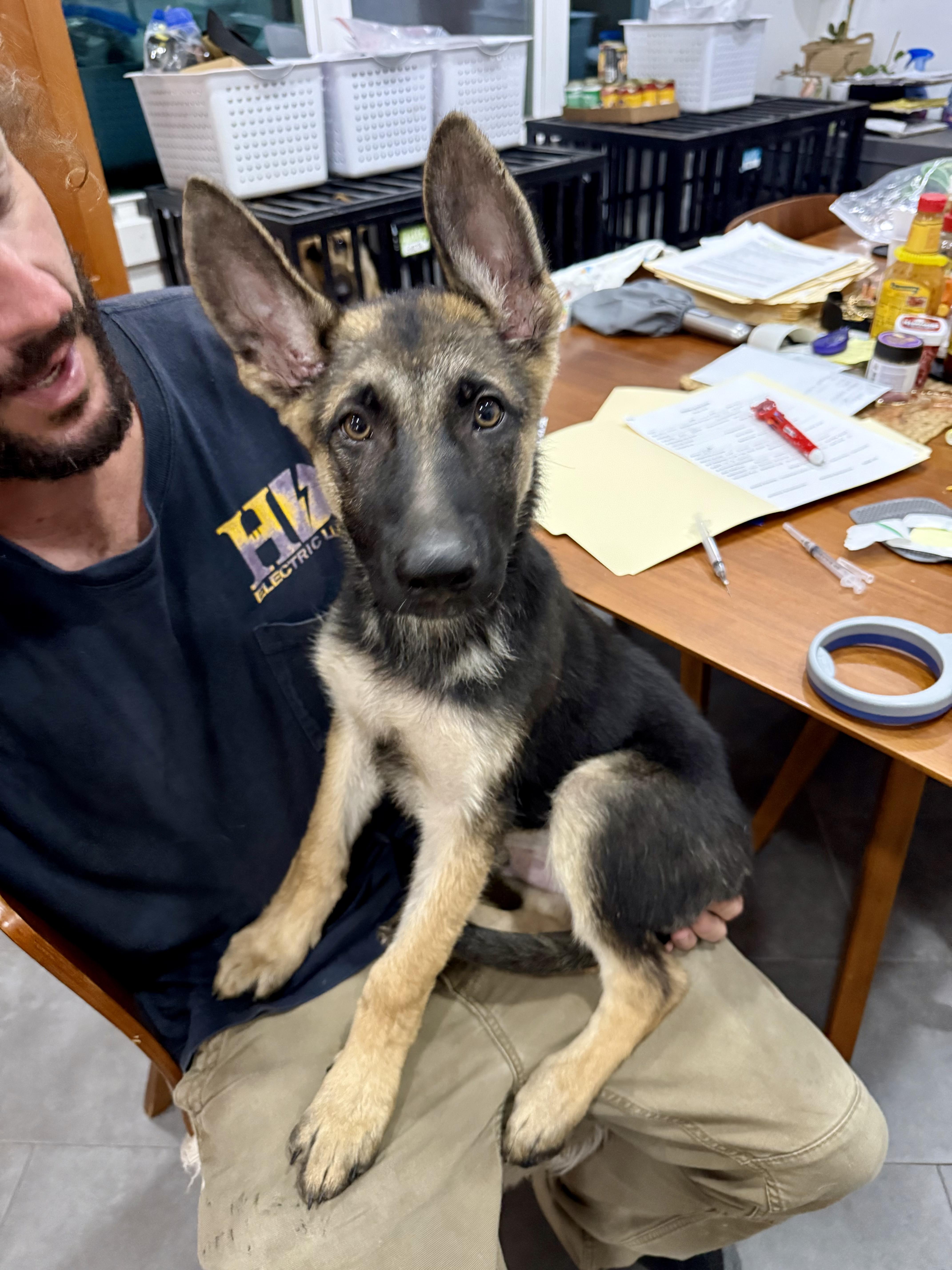 Enlarge Senator, a ADOPTABLE German Shepherd Dog in New Orleans, LA image 2/3