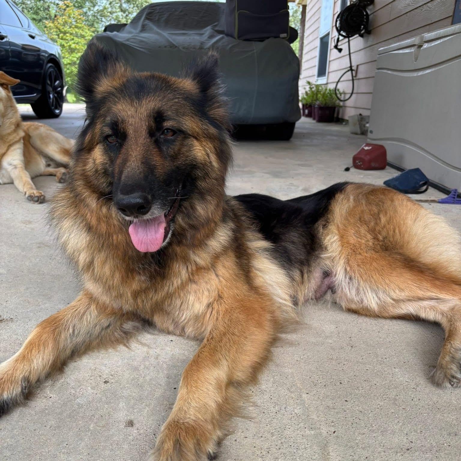 Nikki, an adoptable German Shepherd Dog in Calumet, MI, 49913 | Photo Image 1