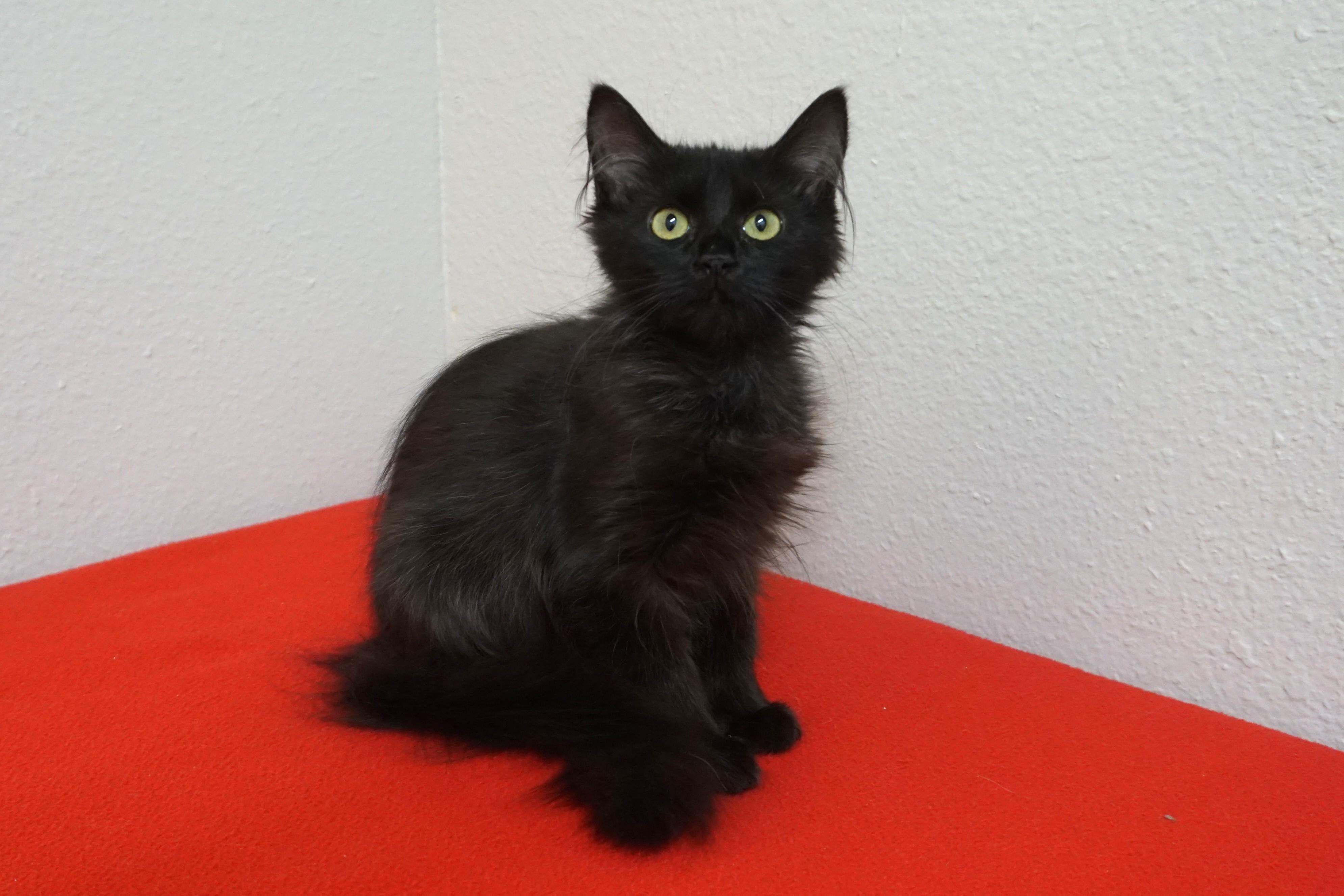 Dee Dee, adopted, Kitten Female Domestic Long Hair.