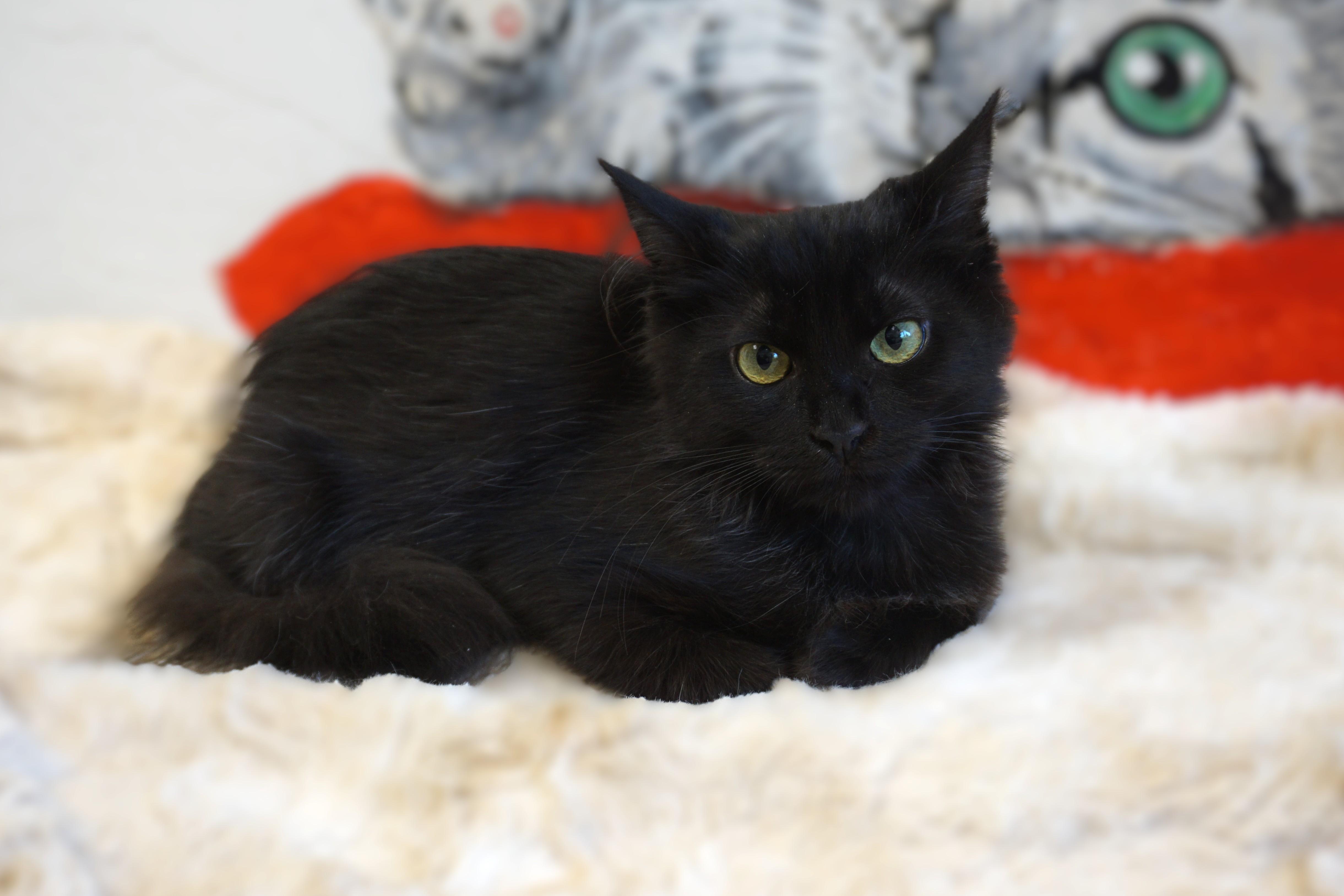 Enlarge Dee Dee, an adopted Domestic Long Hair in Fountain Hills, AZ image 2/4