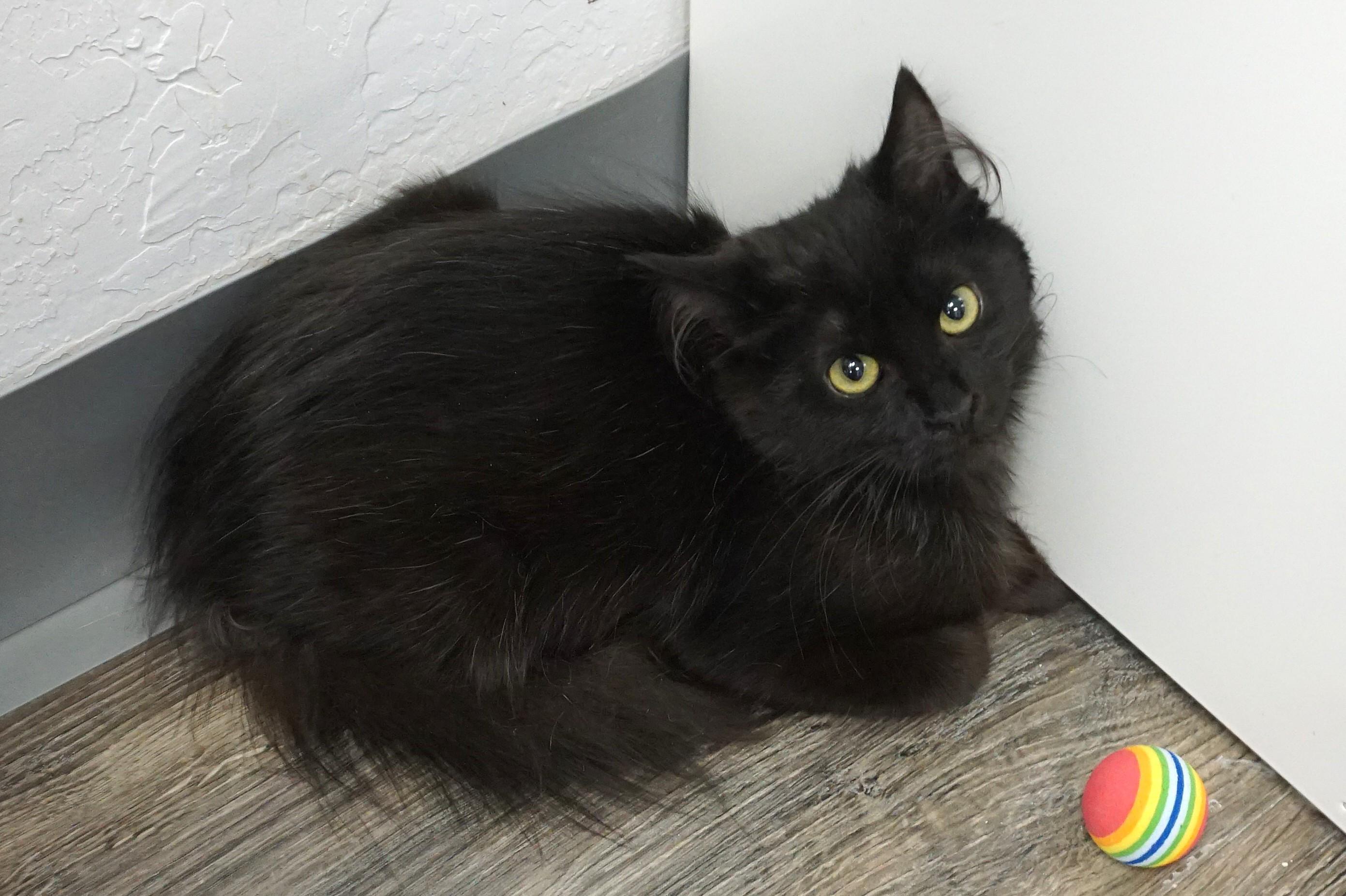 Enlarge Dee Dee, an adopted Domestic Long Hair in Fountain Hills, AZ image 3/4