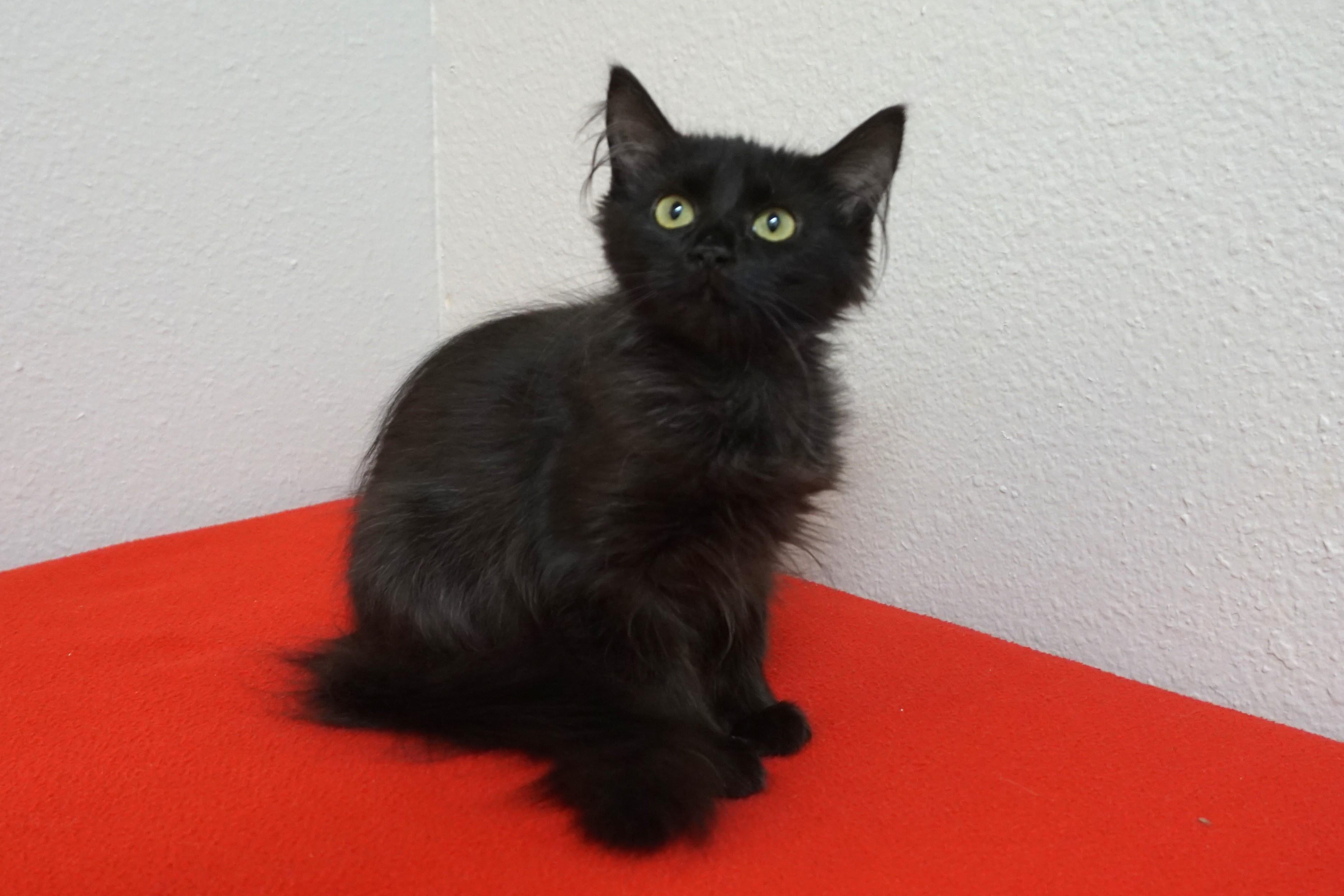 Enlarge Dee Dee, an adopted Domestic Long Hair in Fountain Hills, AZ image 4/4