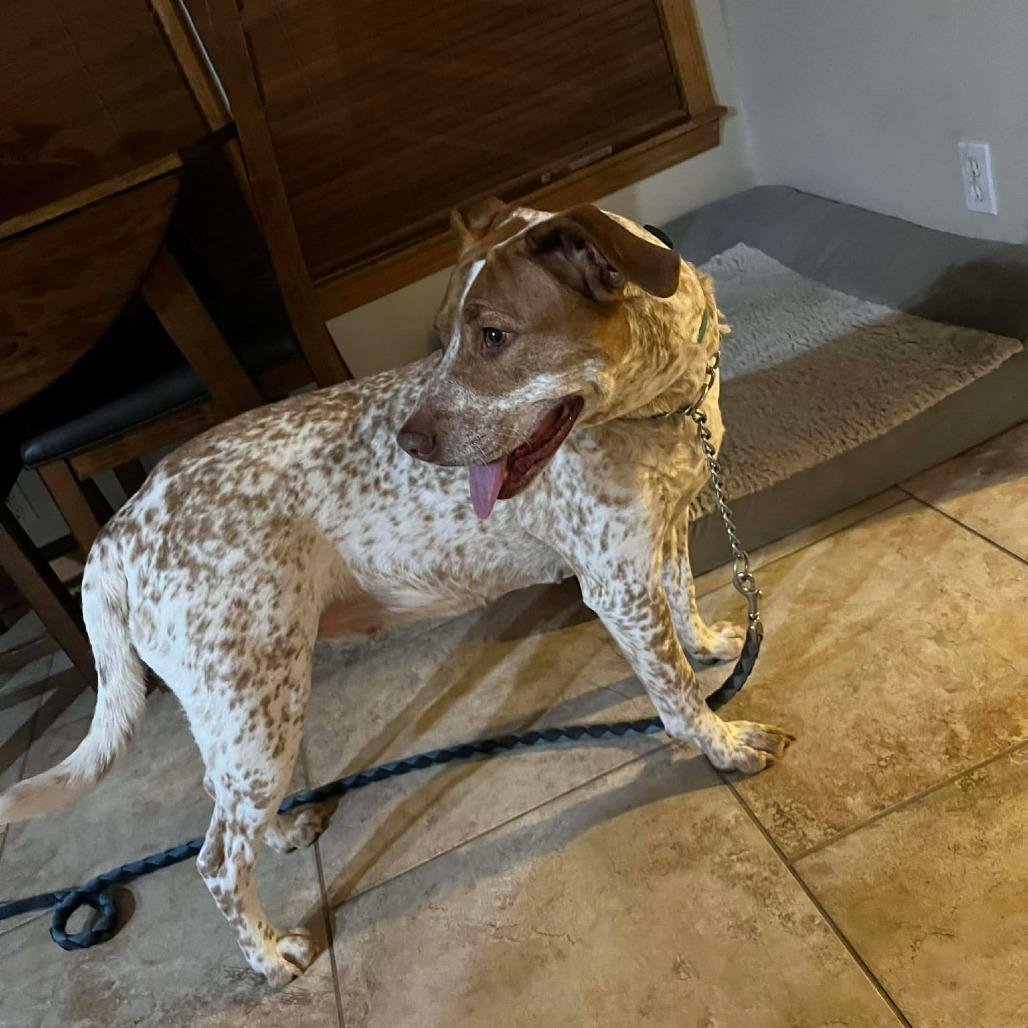 Enlarge Marley, a Adoptable mixed breed in Overland Park, KS image 2/6