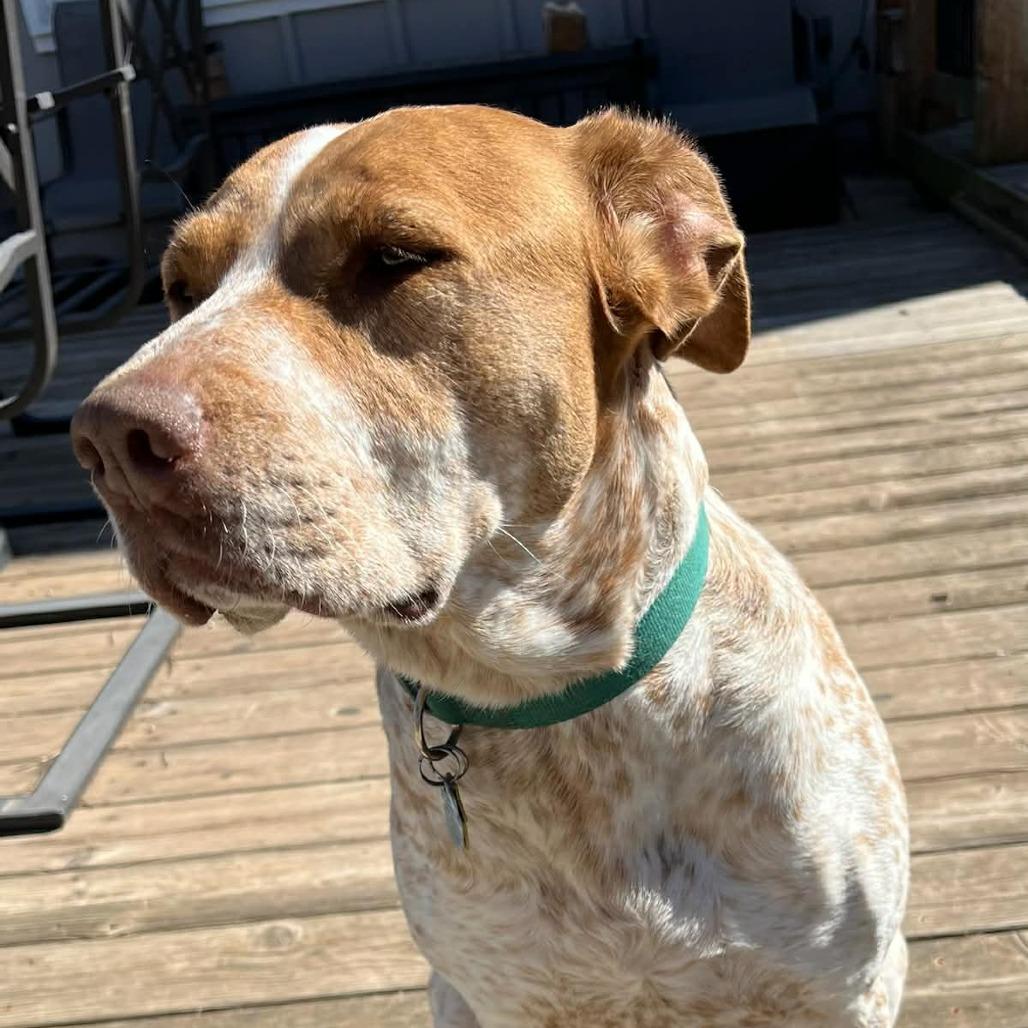 Enlarge Marley, a Adoptable mixed breed in Overland Park, KS image 3/6