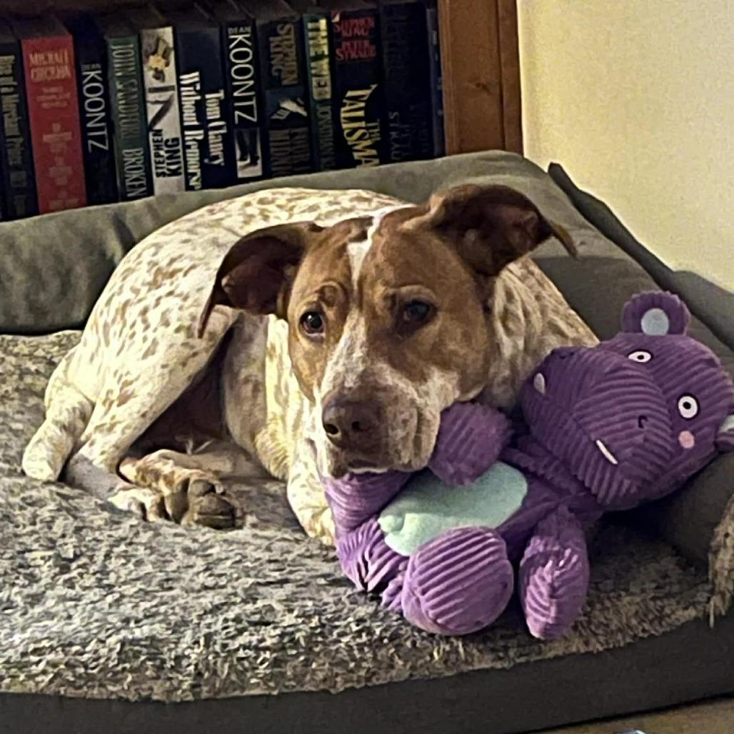 Enlarge Marley, a Adoptable mixed breed in Overland Park, KS image 4/6