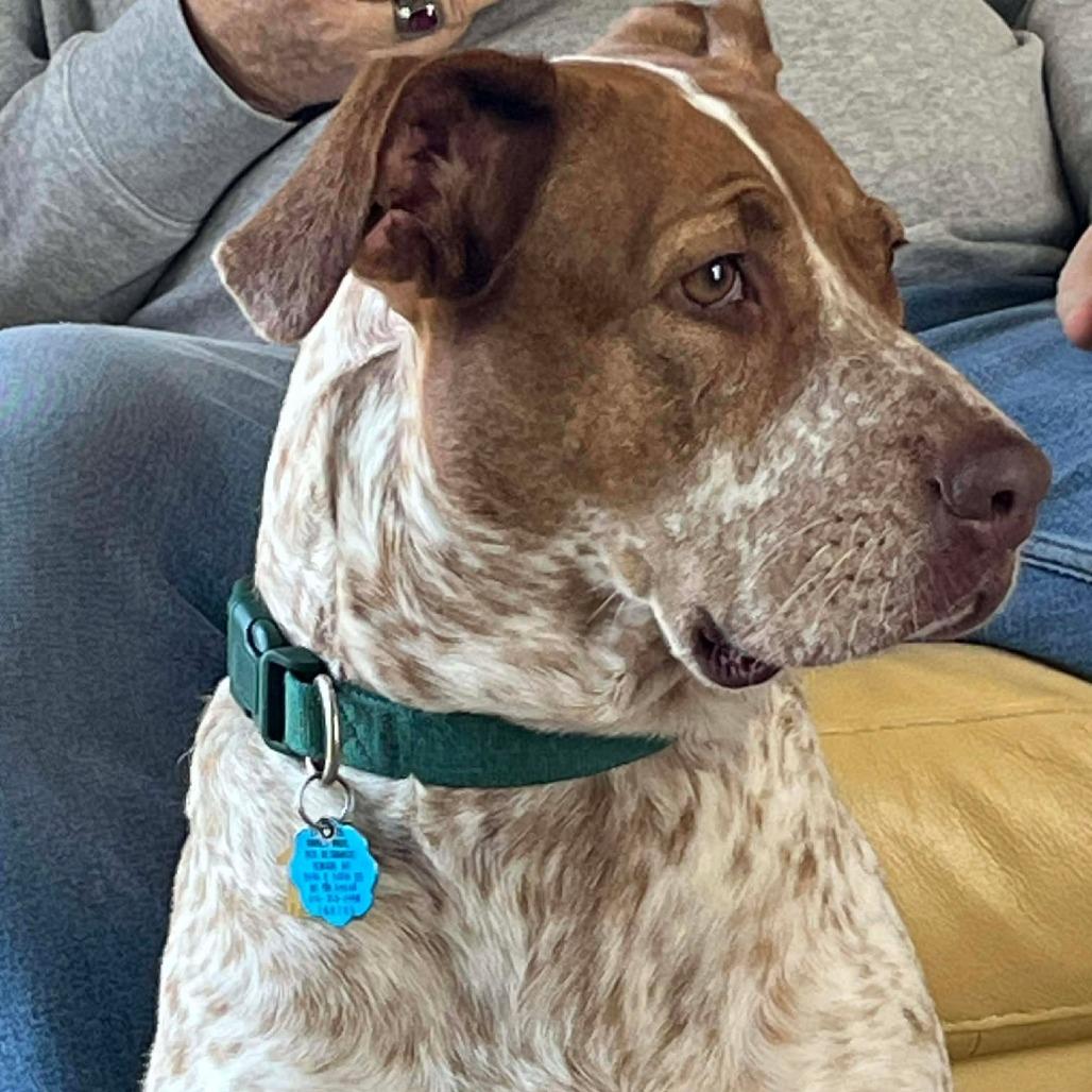 Enlarge Marley, a Adoptable mixed breed in Overland Park, KS image 5/6