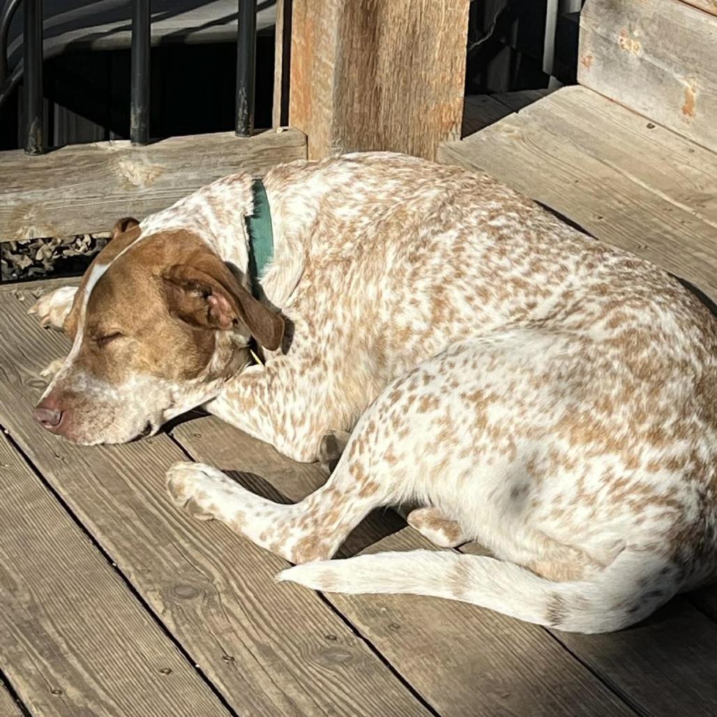 Enlarge Marley, a Adoptable mixed breed in Overland Park, KS image 6/6