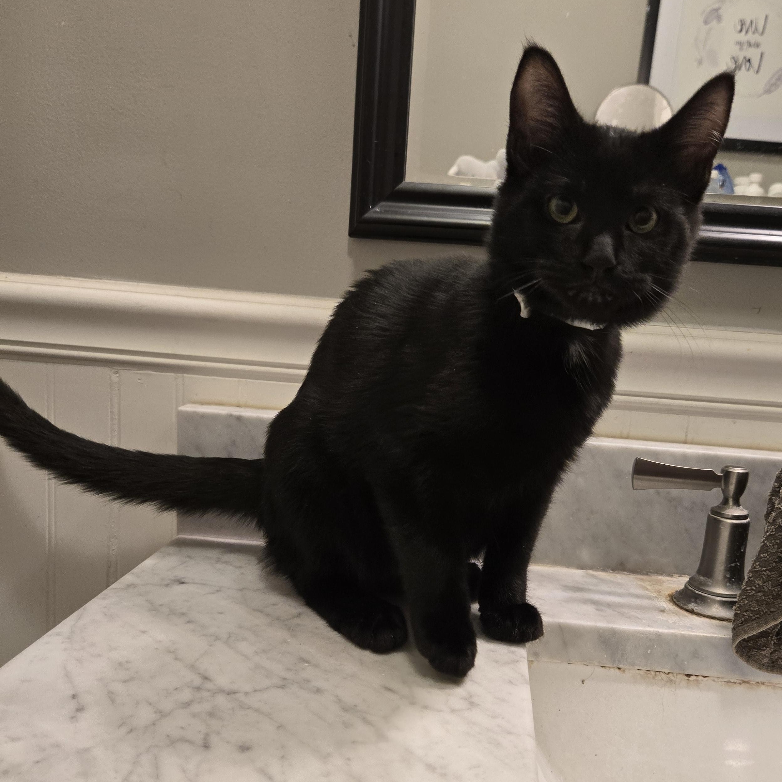 Enlarge Grimm, a Adoptable Domestic Short Hair in Sedalia, MO image 1/1