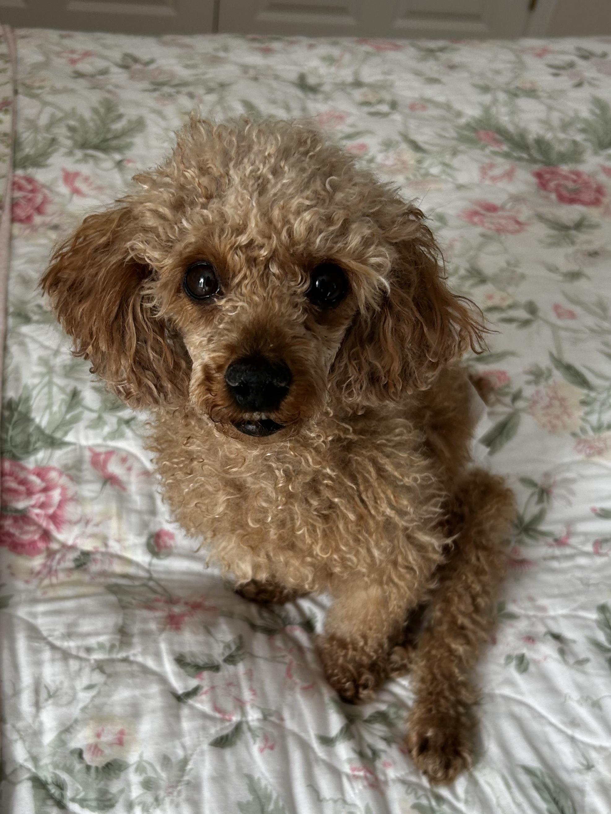 Enlarge Foxie, a ADOPTABLE Miniature Poodle in Hopkinton, MA image 2/5