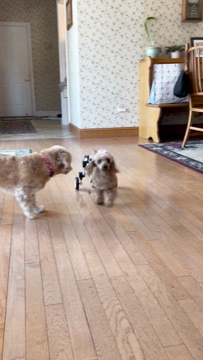 Enlarge Foxie, a ADOPTABLE Miniature Poodle in Hopkinton, MA video 4/5