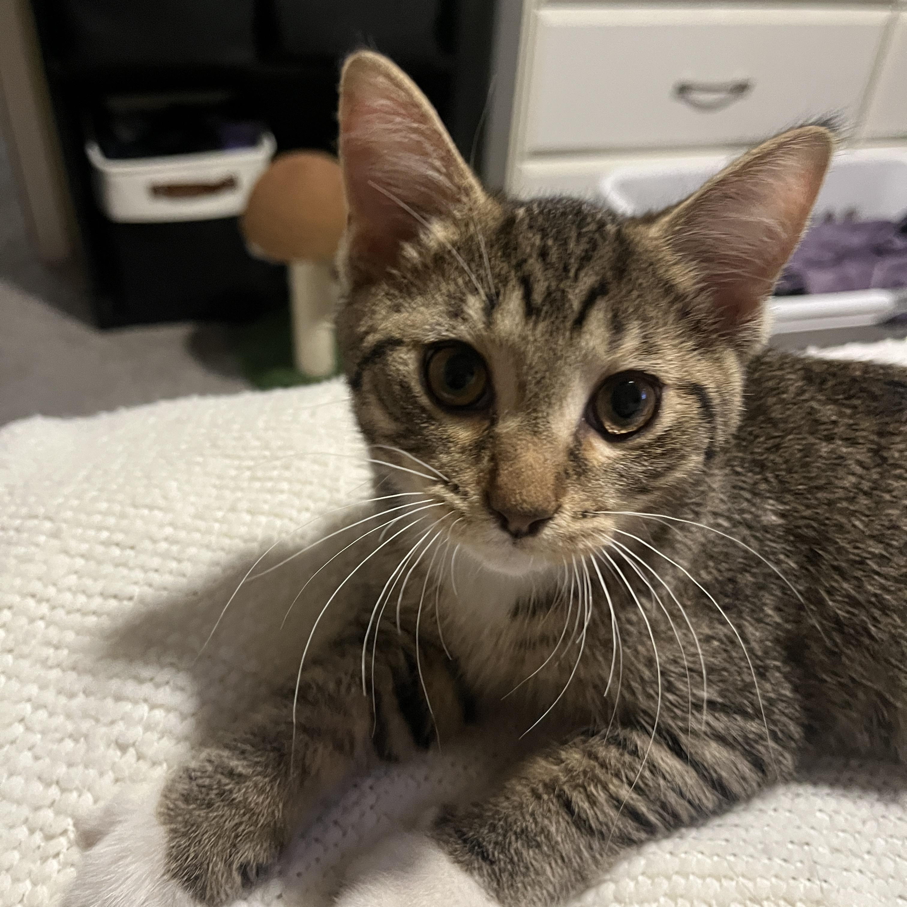 Enlarge Cherry, a Adoptable Domestic Short Hair in Columbus, OH image 5/6