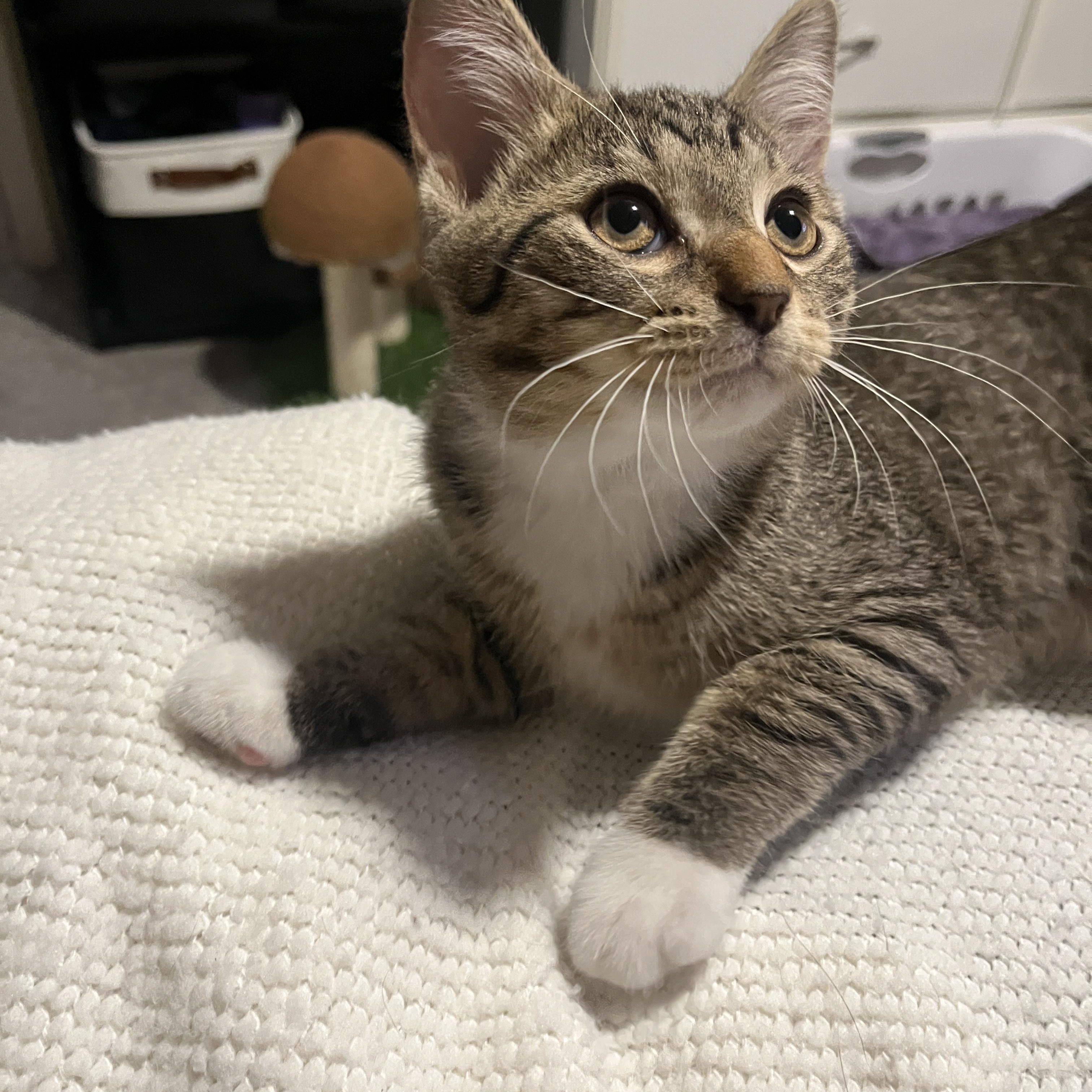 Enlarge Cherry, a Adoptable Domestic Short Hair in Columbus, OH image 3/6