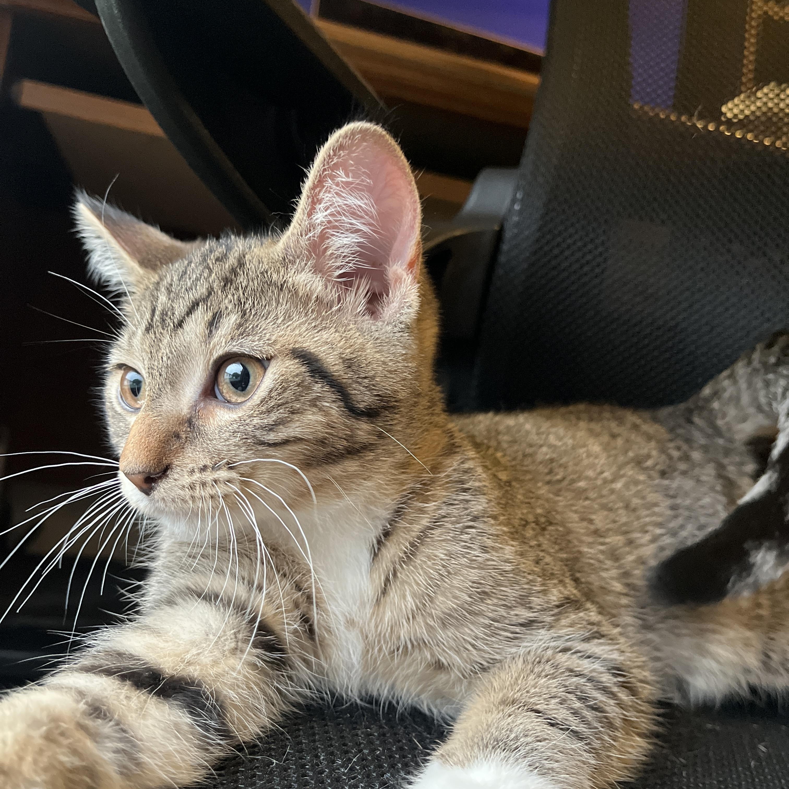 Enlarge Cherry, a Adoptable Domestic Short Hair in Columbus, OH image 4/6