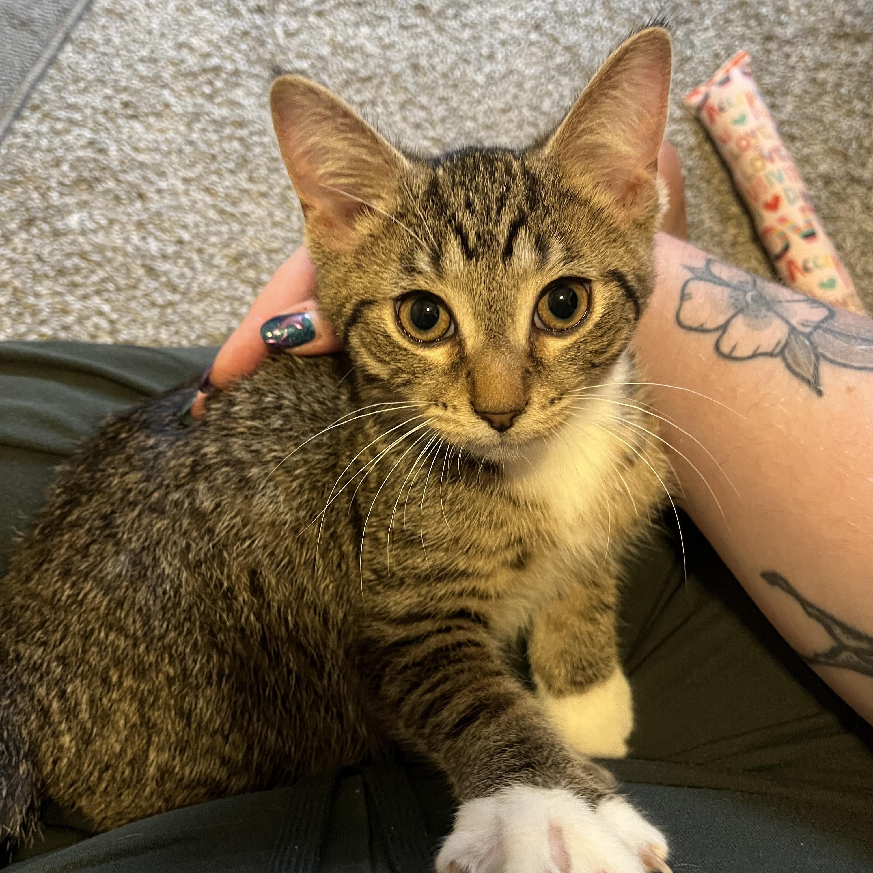 Enlarge Cherry, a Adoptable Domestic Short Hair in Columbus, OH image 2/6