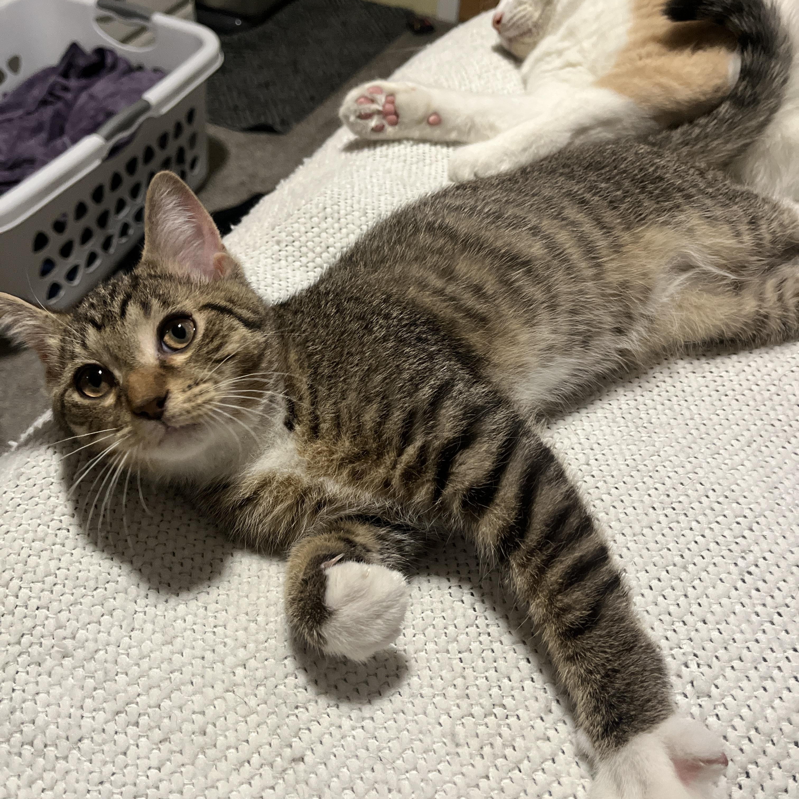 Enlarge Cherry, a Adoptable Domestic Short Hair in Columbus, OH image 6/6