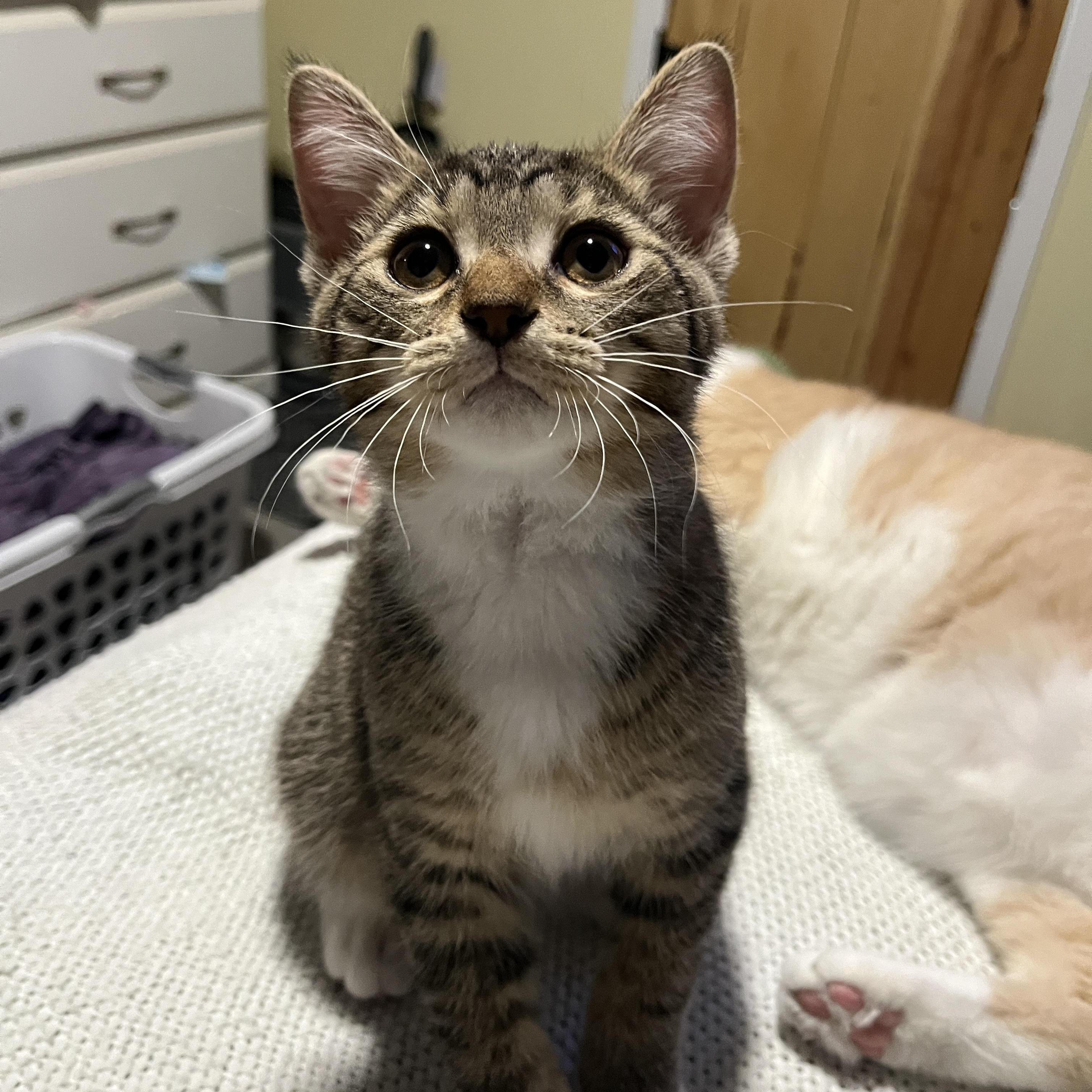 Enlarge Cherry, a Adoptable Domestic Short Hair in Columbus, OH image 1/6
