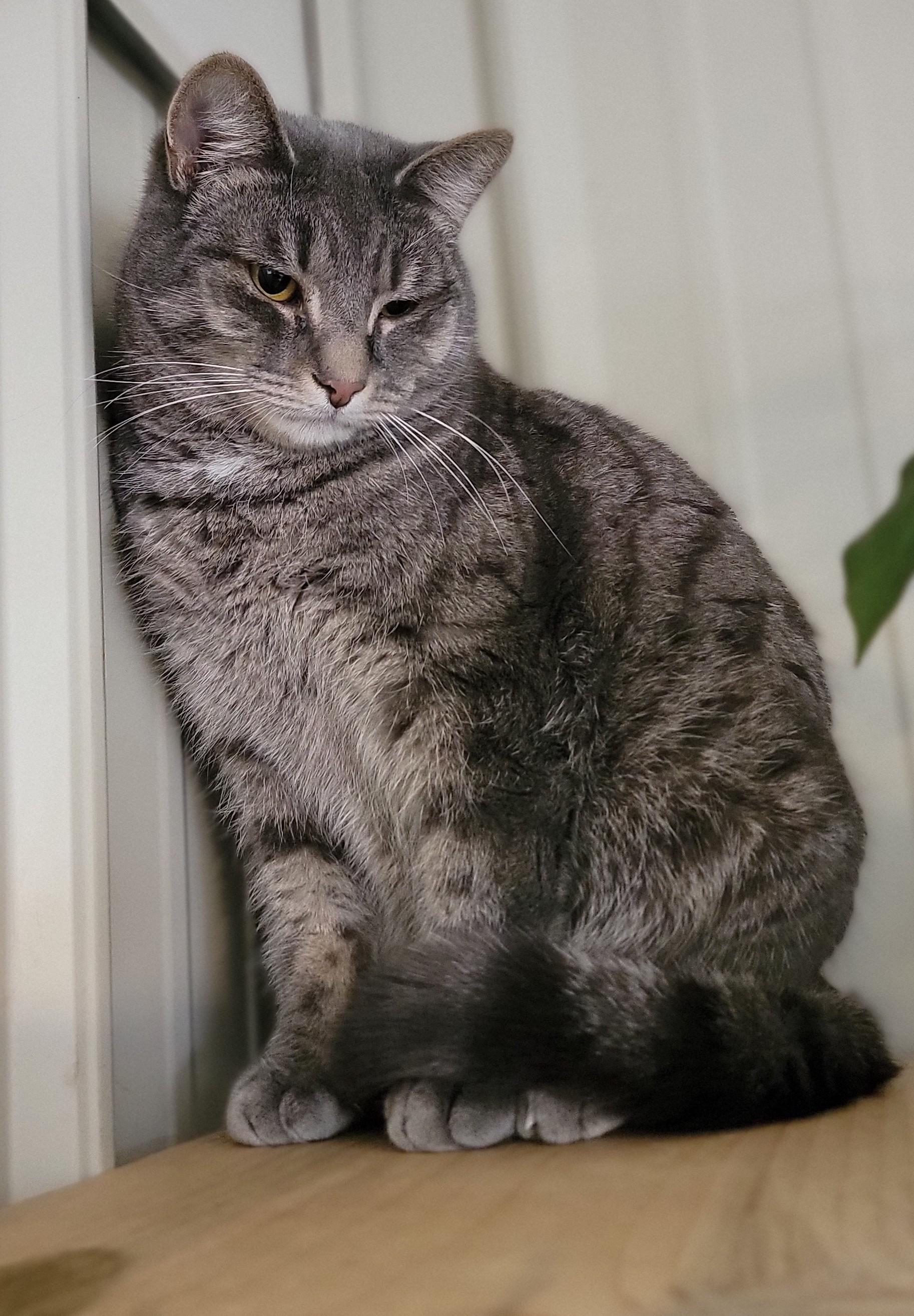 Rumba, a Adoptable Domestic Short Hair in Mount Sterling, KY image 2/2