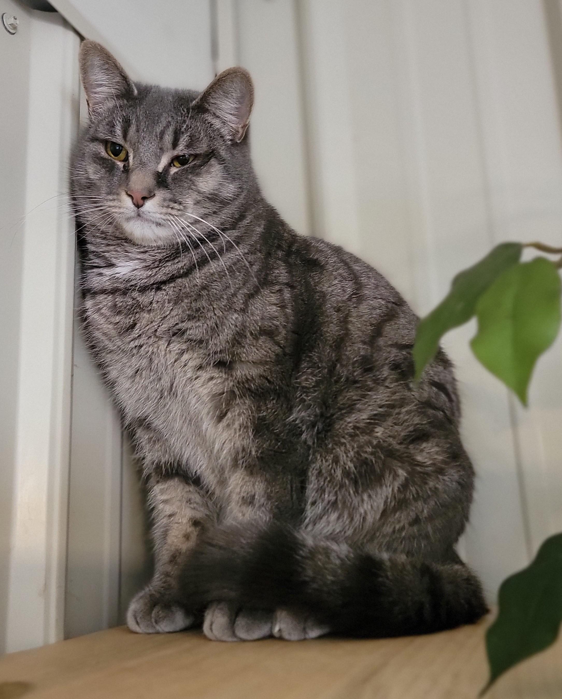 Rumba, a Adoptable Domestic Short Hair in Mount Sterling, KY image 1/2