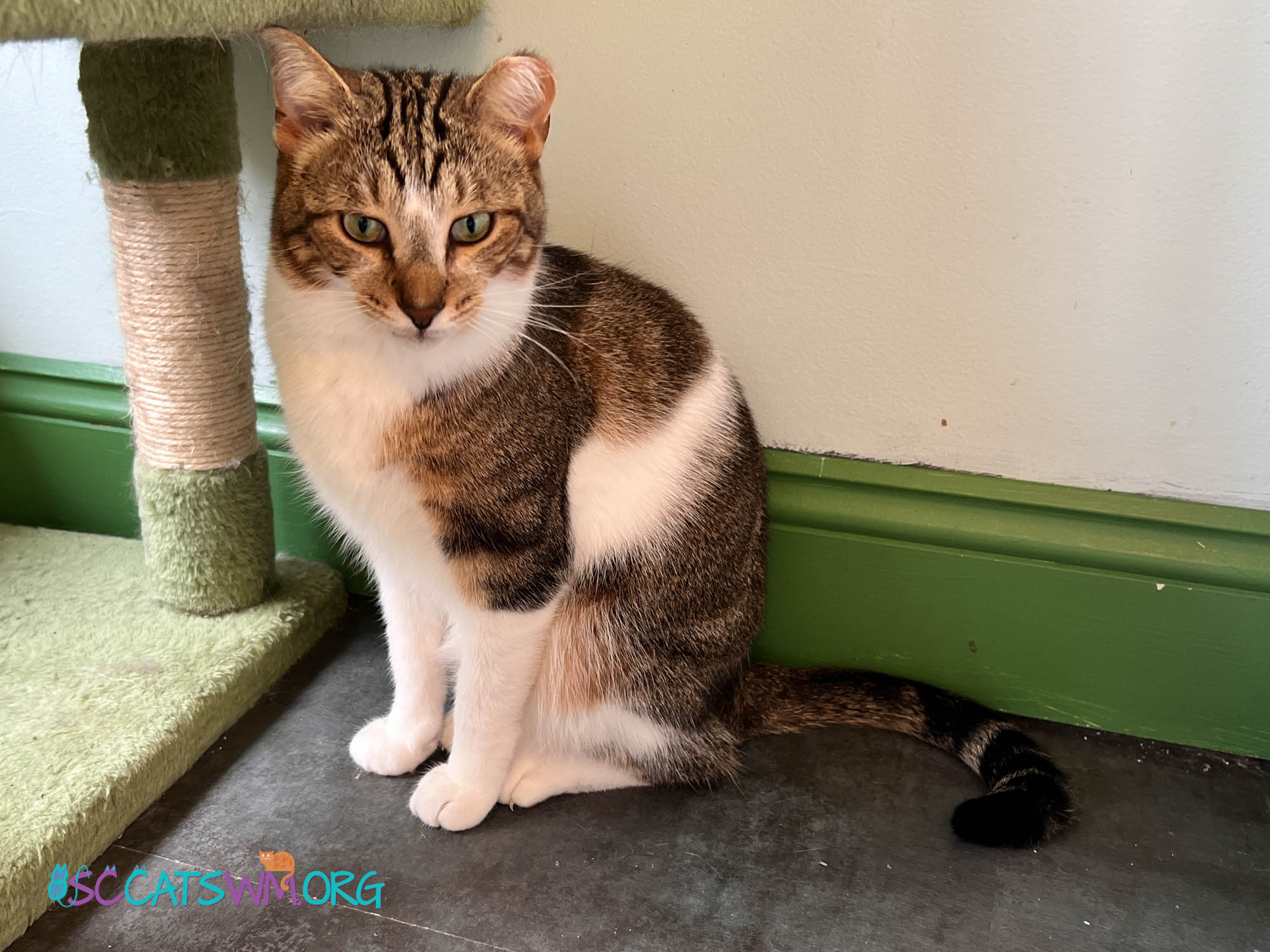 Pumpkin, an adoptable Tabby in Grand Rapids, MI_image-6