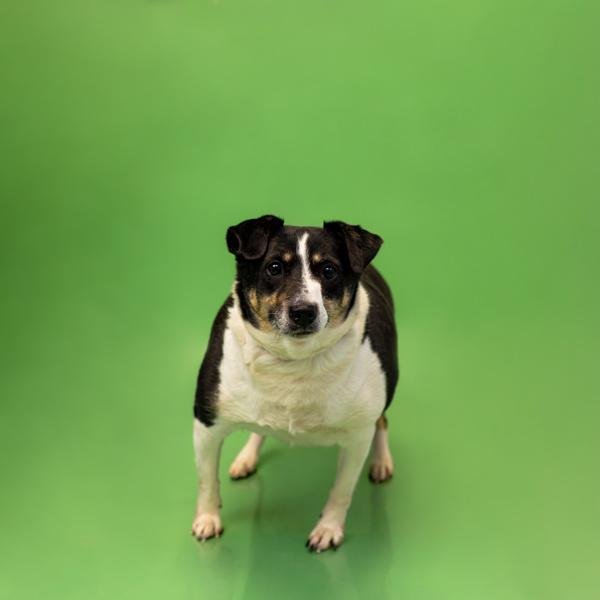 In Foster Evie, Adoptable, Adult Female Terrier.