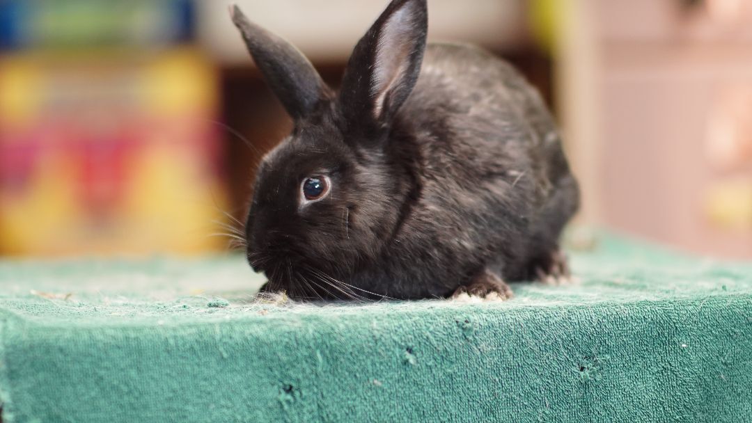 Matcha, a Adoptable Bunny Rabbit in Vancouver, BC image 1/2