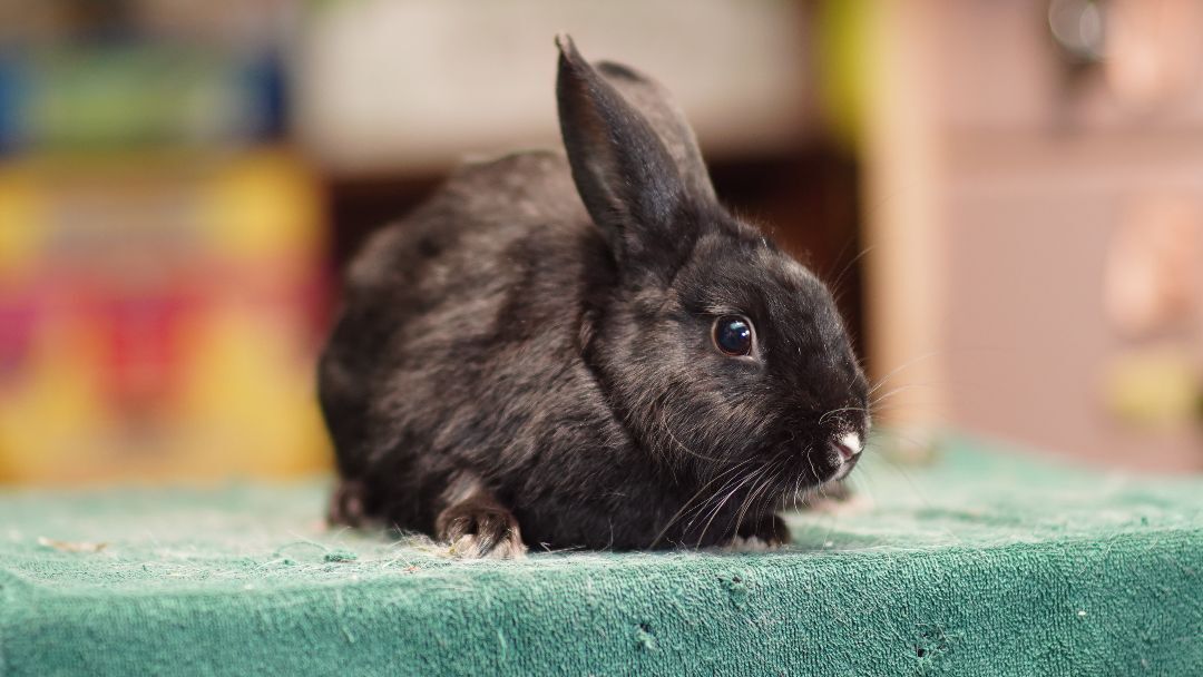 Matcha, a Adoptable Bunny Rabbit in Vancouver, BC image 2/2