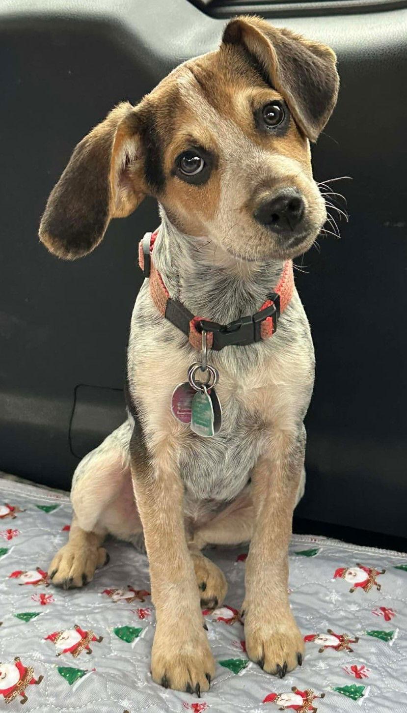 Lobo, a Adopted Beagle in Dunnellon, FL image 1/3