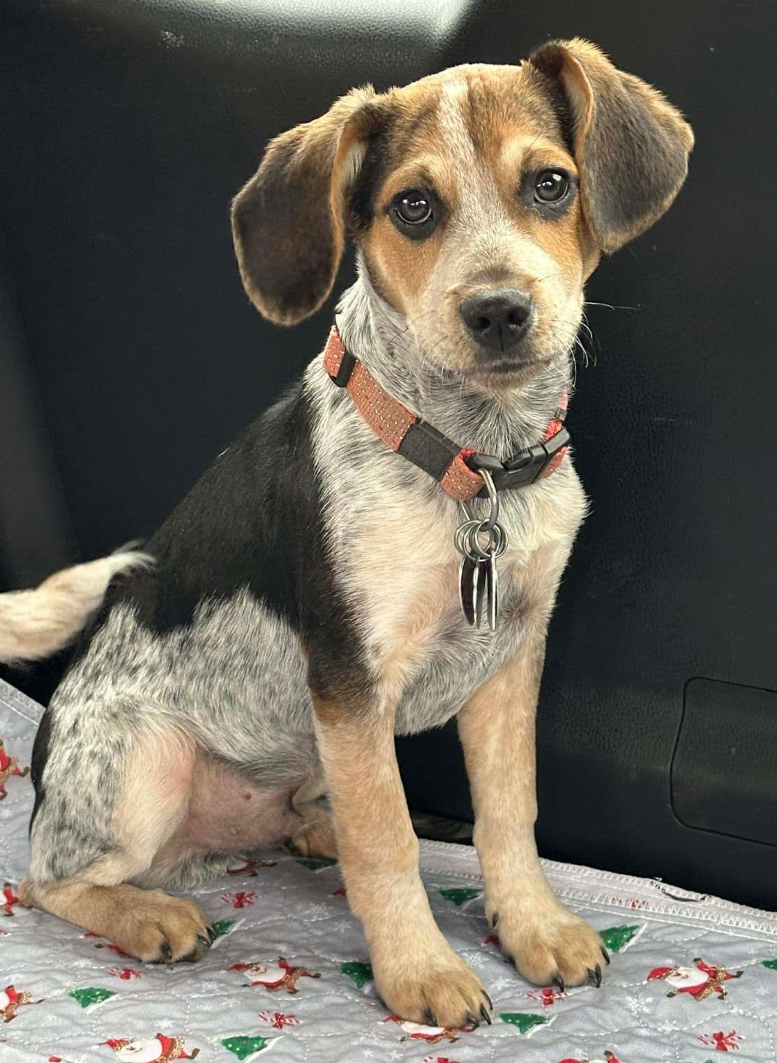 Lobo, a Adopted Beagle in Dunnellon, FL image 3/3