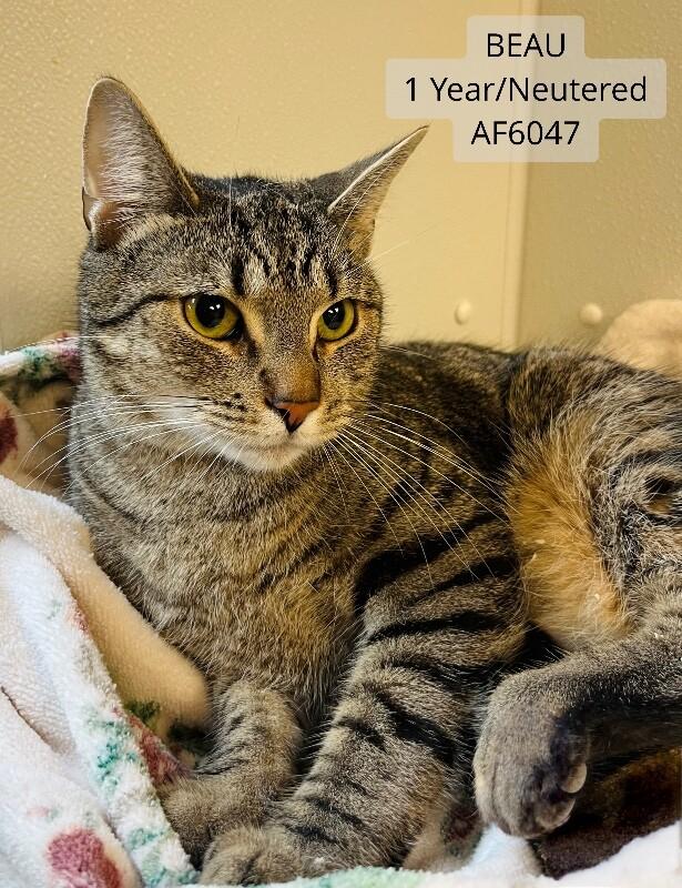 Enlarge Beau, a Adoptable Domestic Short Hair in Supply, NC image 1/3