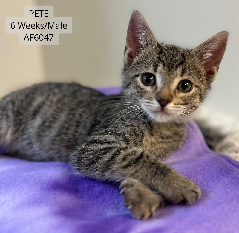 Enlarge Beau, a Adoptable Domestic Short Hair in Supply, NC image 2/3