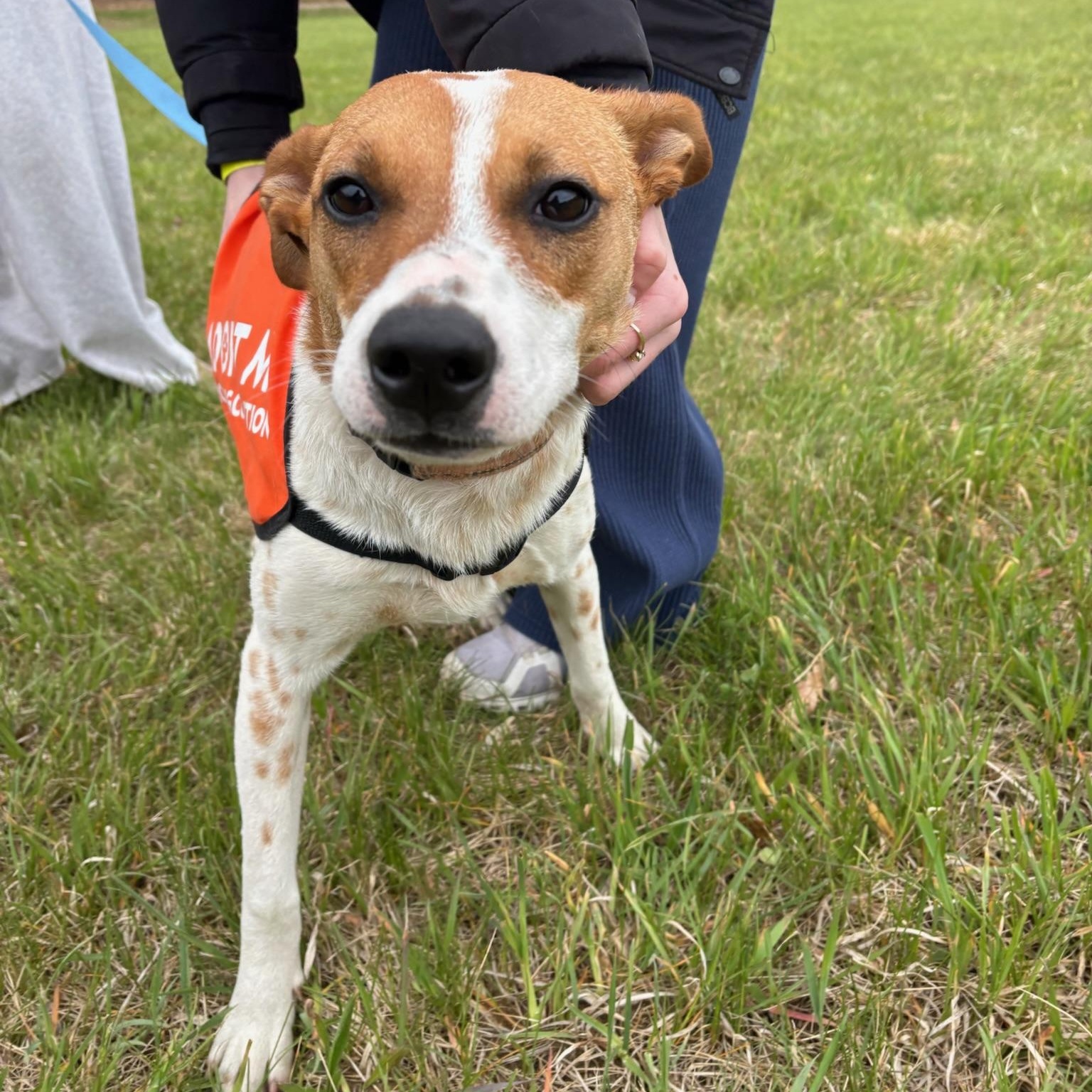 Dottie, a Adoptable mixed breed in Hopkinton, MA image 1/6