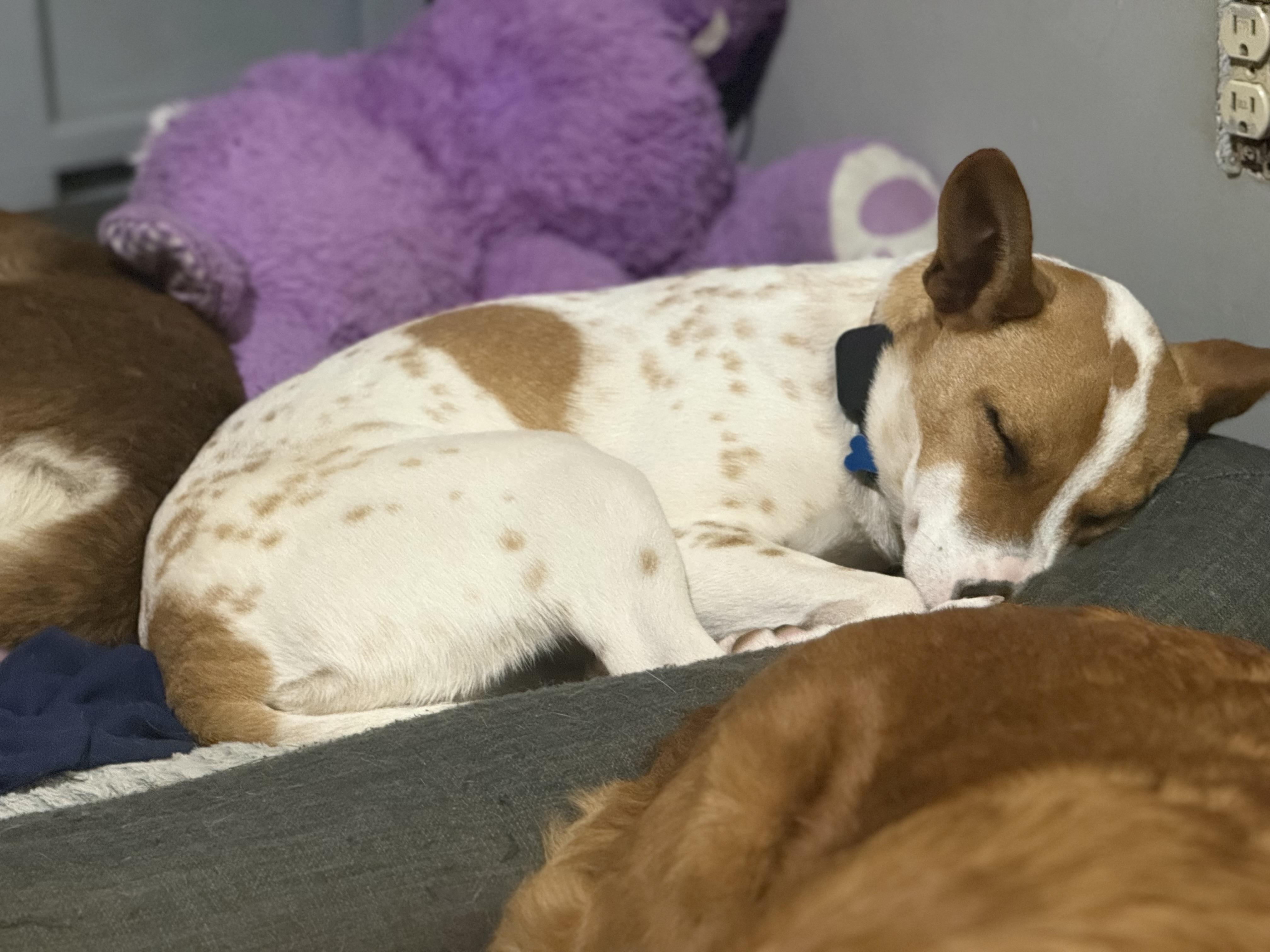 Enlarge  Dottie, a Adoptable mixed breed in Hopkinton, MA image 2/6