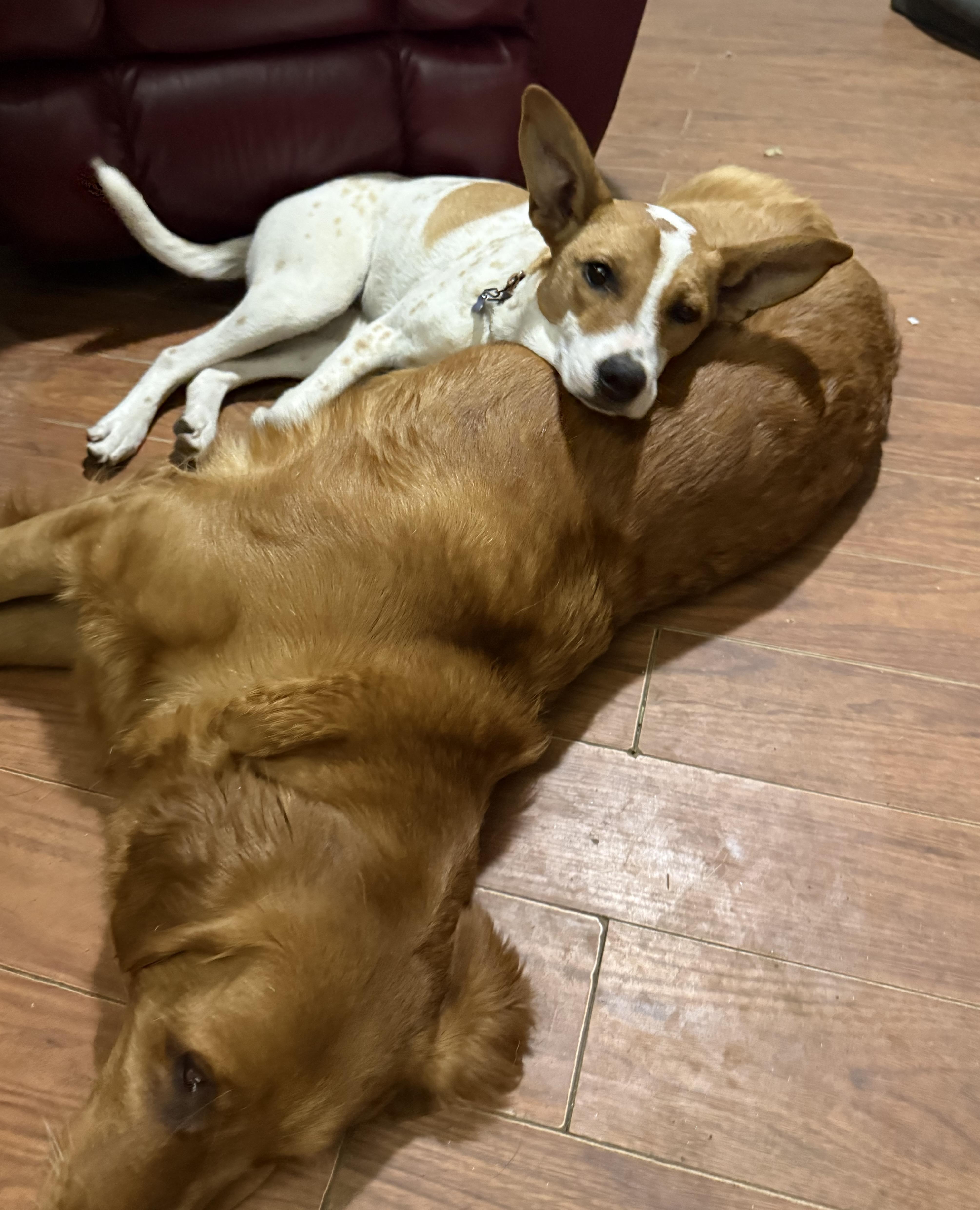  Dottie, Adoptable, Puppy Female Australian Cattle Dog / Blue Heeler & Jack Russell Terrier.