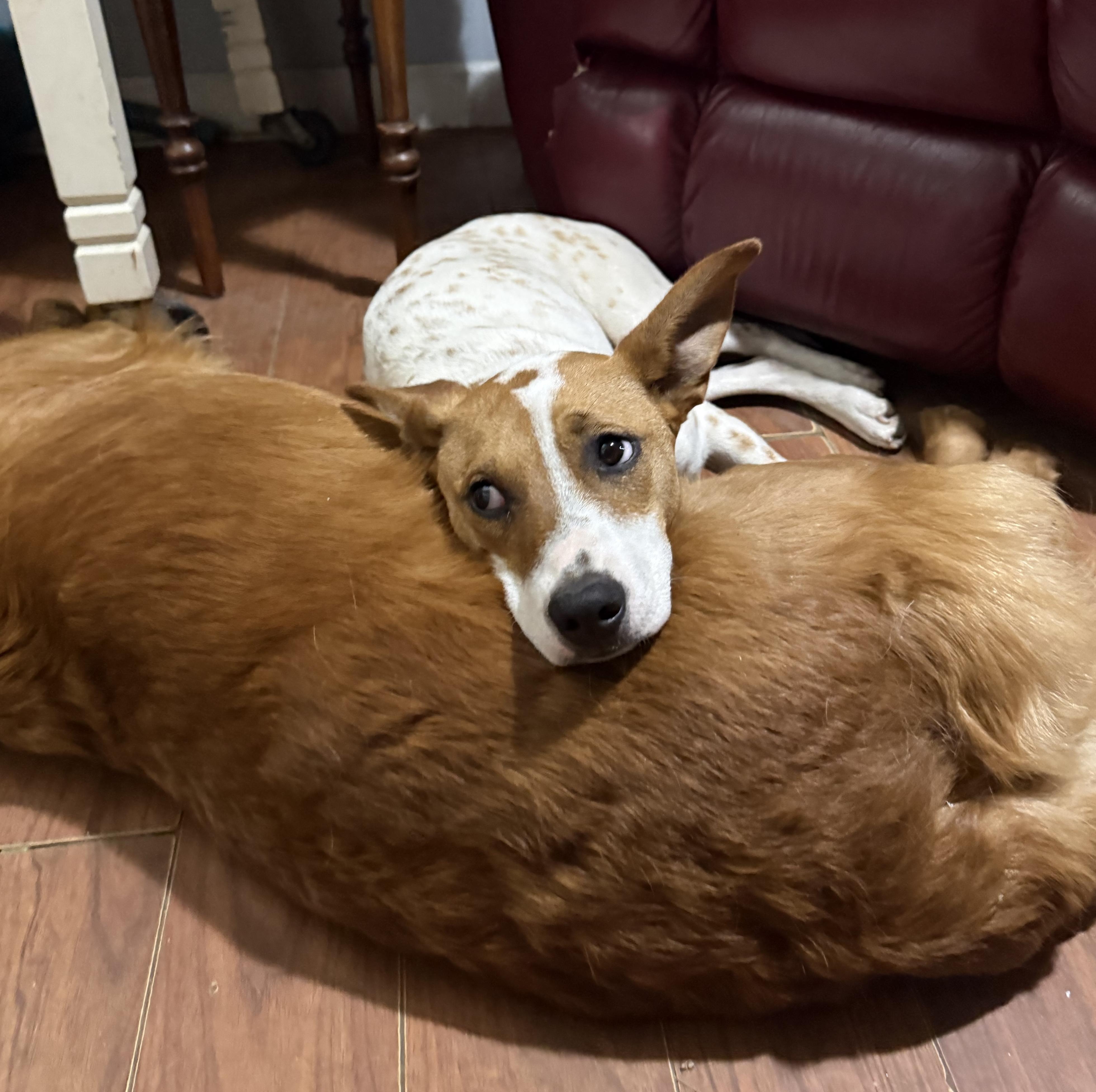 Enlarge  Dottie, a Adoptable mixed breed in Hopkinton, MA image 6/6