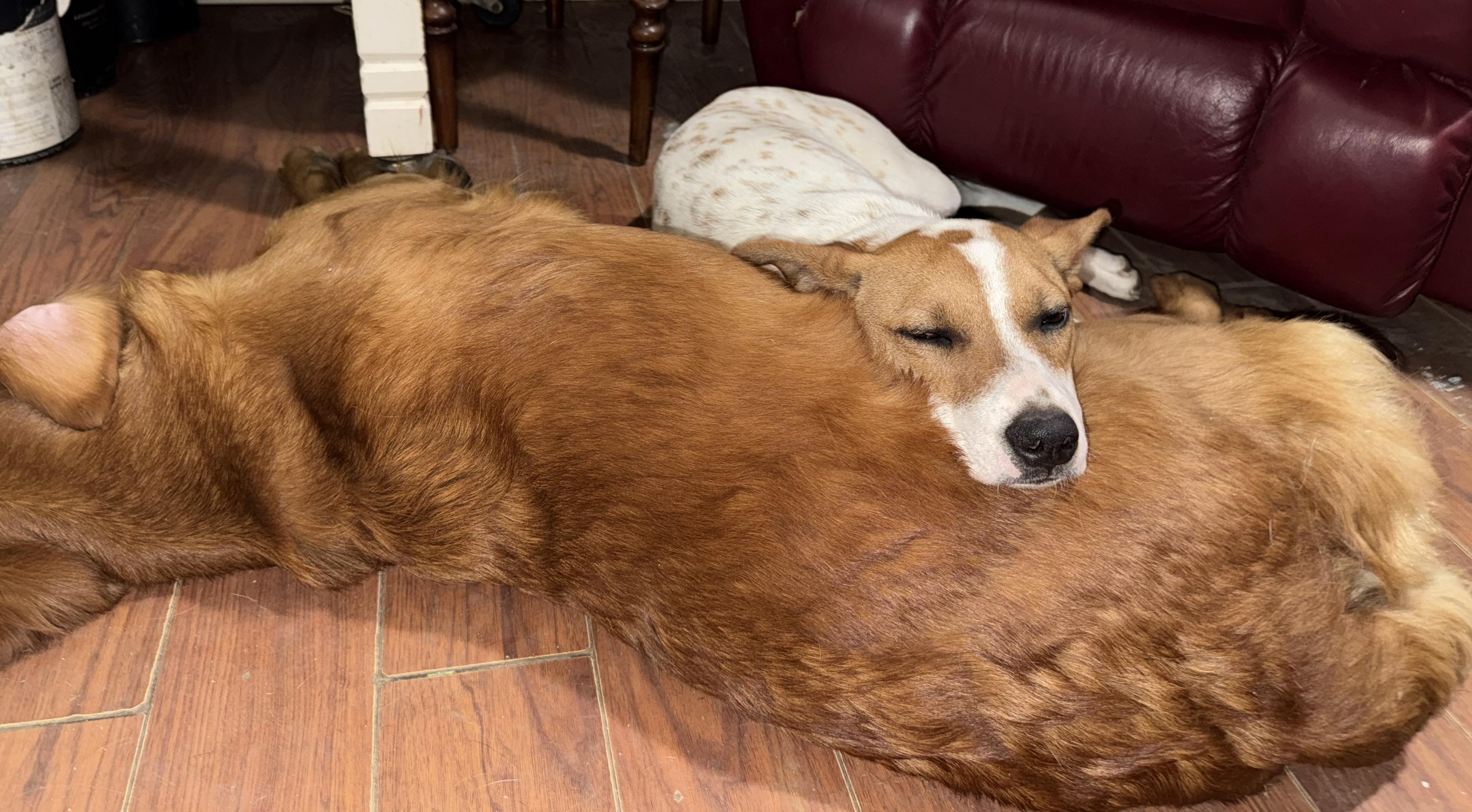 Enlarge  Dottie, a Adoptable mixed breed in Hopkinton, MA image 5/6