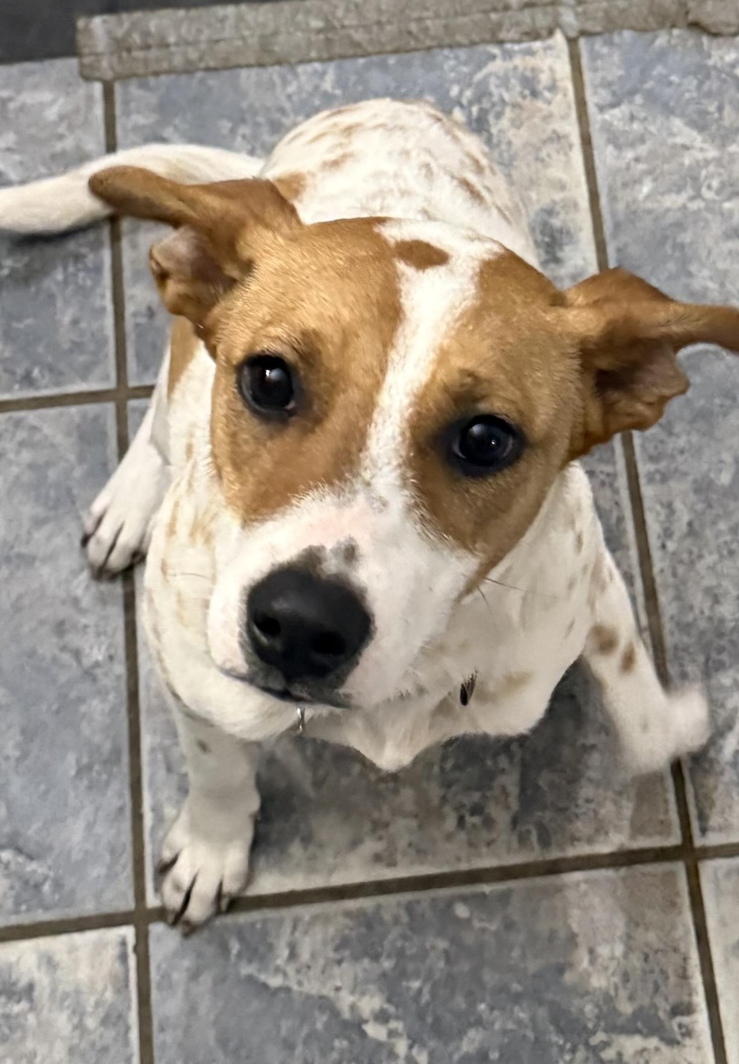 Enlarge  Dottie, a Adoptable mixed breed in Hopkinton, MA image 3/6