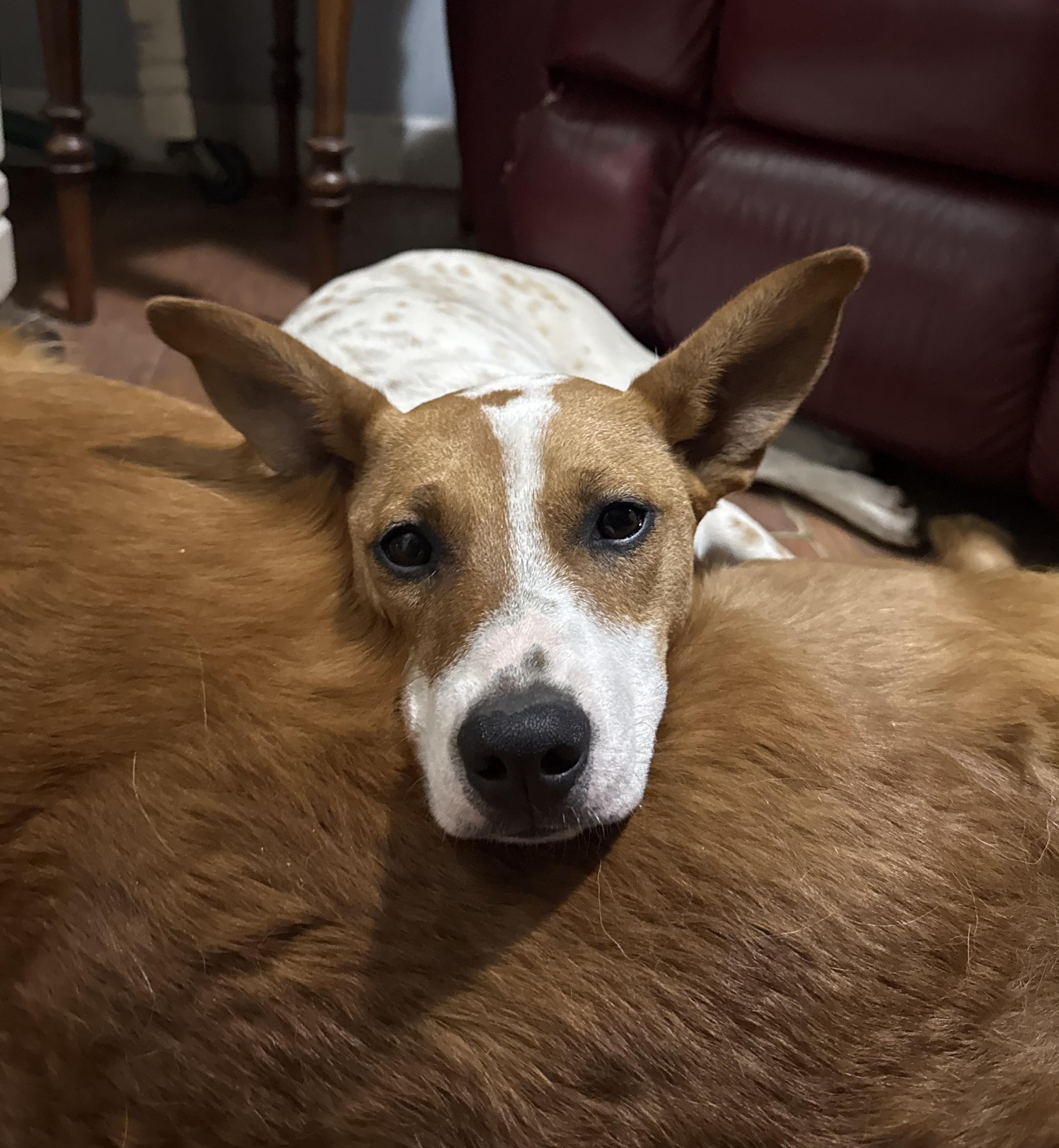 Enlarge  Dottie, a Adoptable mixed breed in Hopkinton, MA image 4/6